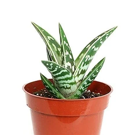 cosrx aloe soothing Cosrx Aloe Soothing Sun Cream (SPF50 PA+++) main image 0