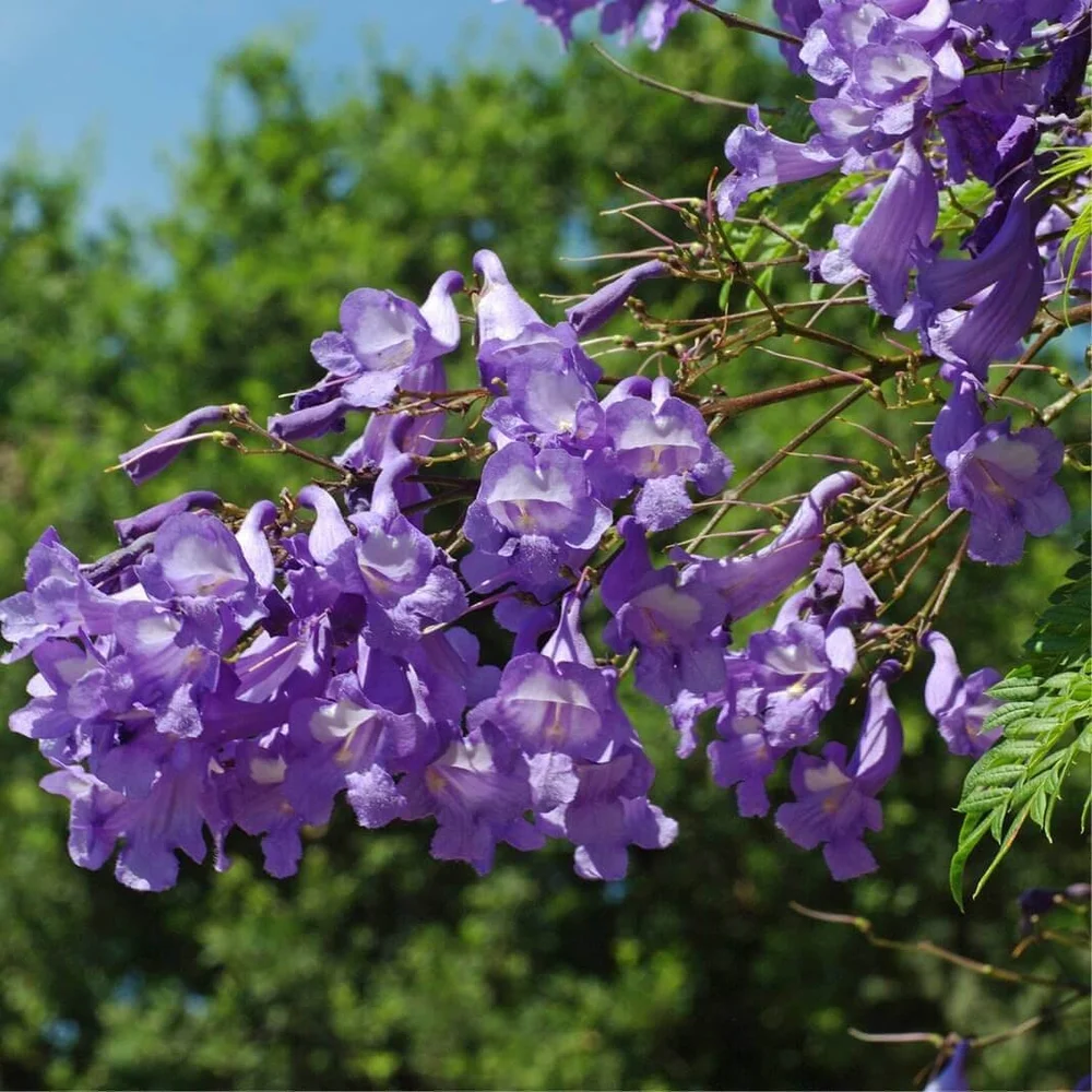 Blue Jacaranda bonsai tree fresh seeds 20pc  Growing hope seeds