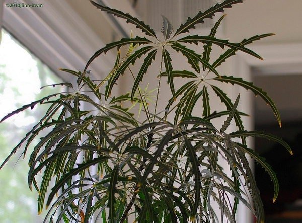 False Aralia 'Plerandra elegantissima' seeds  Growing hope seeds