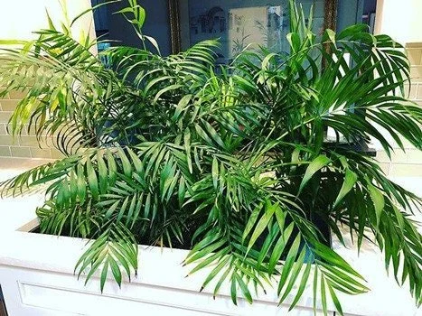 Chamaedorea elegans 'parlor palm' seeds  Growing hope seeds