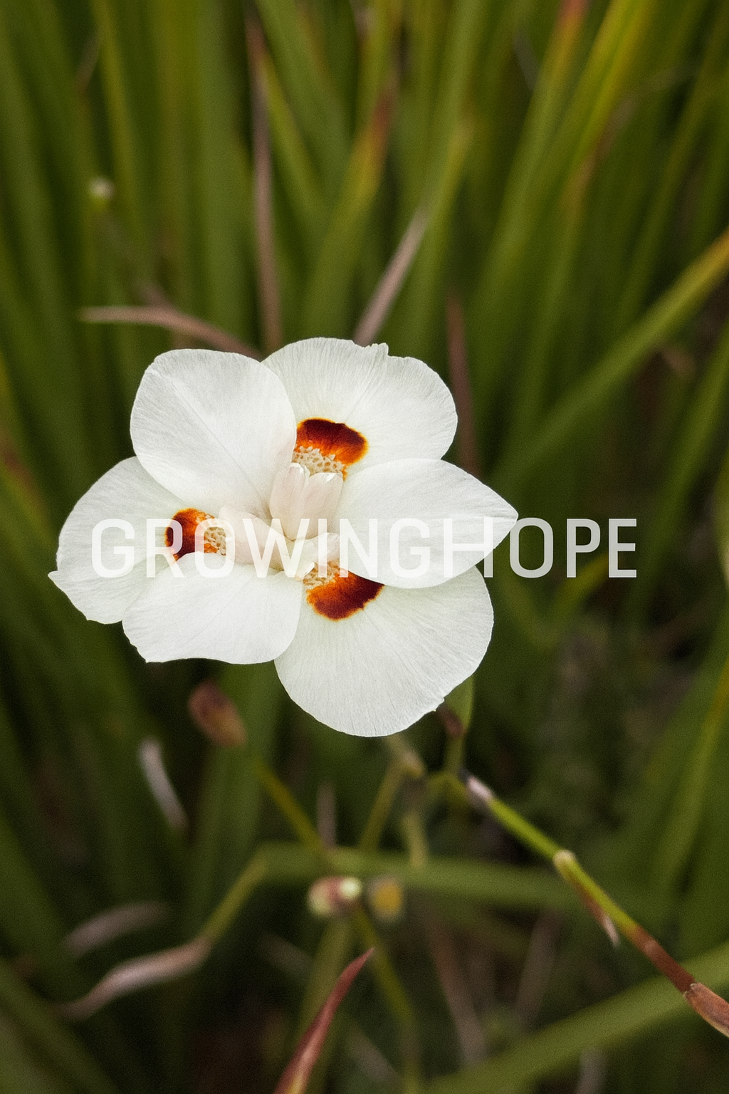  The Future of Dietes: Introducing Our Hybrid Line