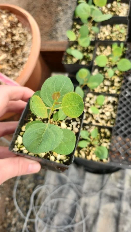 Eucalyptus polyanthemos 1.jpg