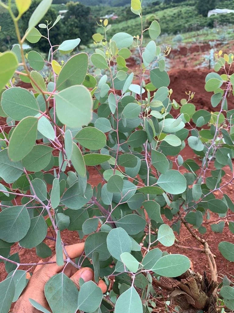 Eucalyptus polyanthemos 3.jpg