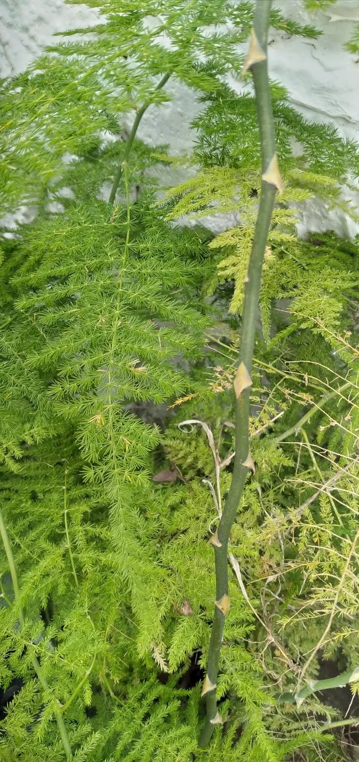 asparagus plumosus.jpg