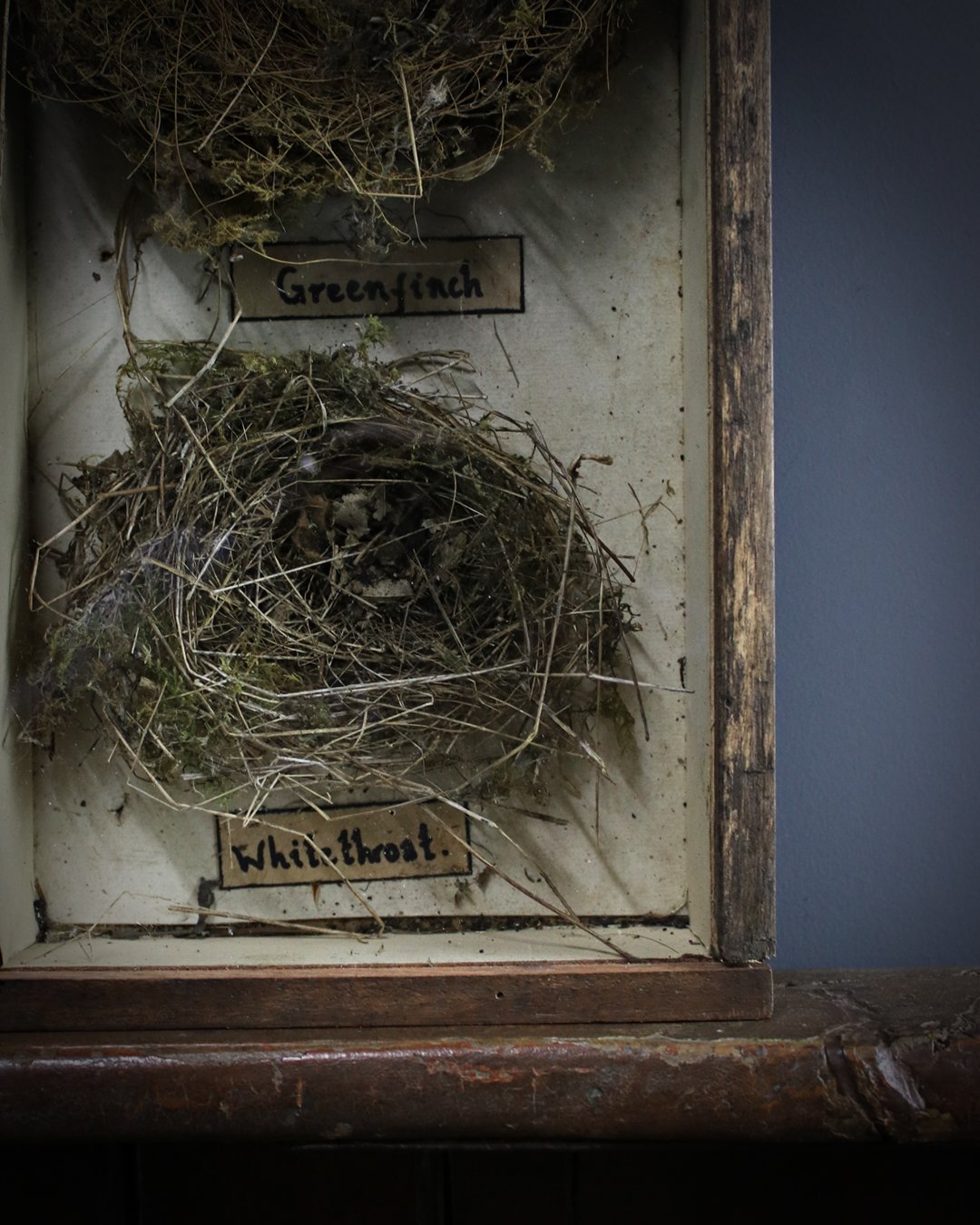 Cased_Bird_Nests_2.jpg