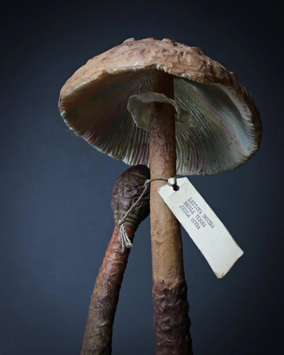 Pair_Fungi_Teaching_Aids_4.jpg
