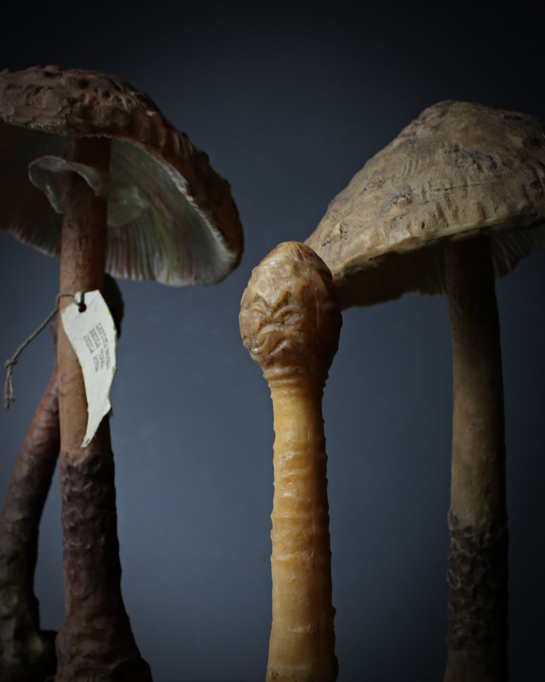 Pair_Fungi_Teaching_Aids_6.jpg