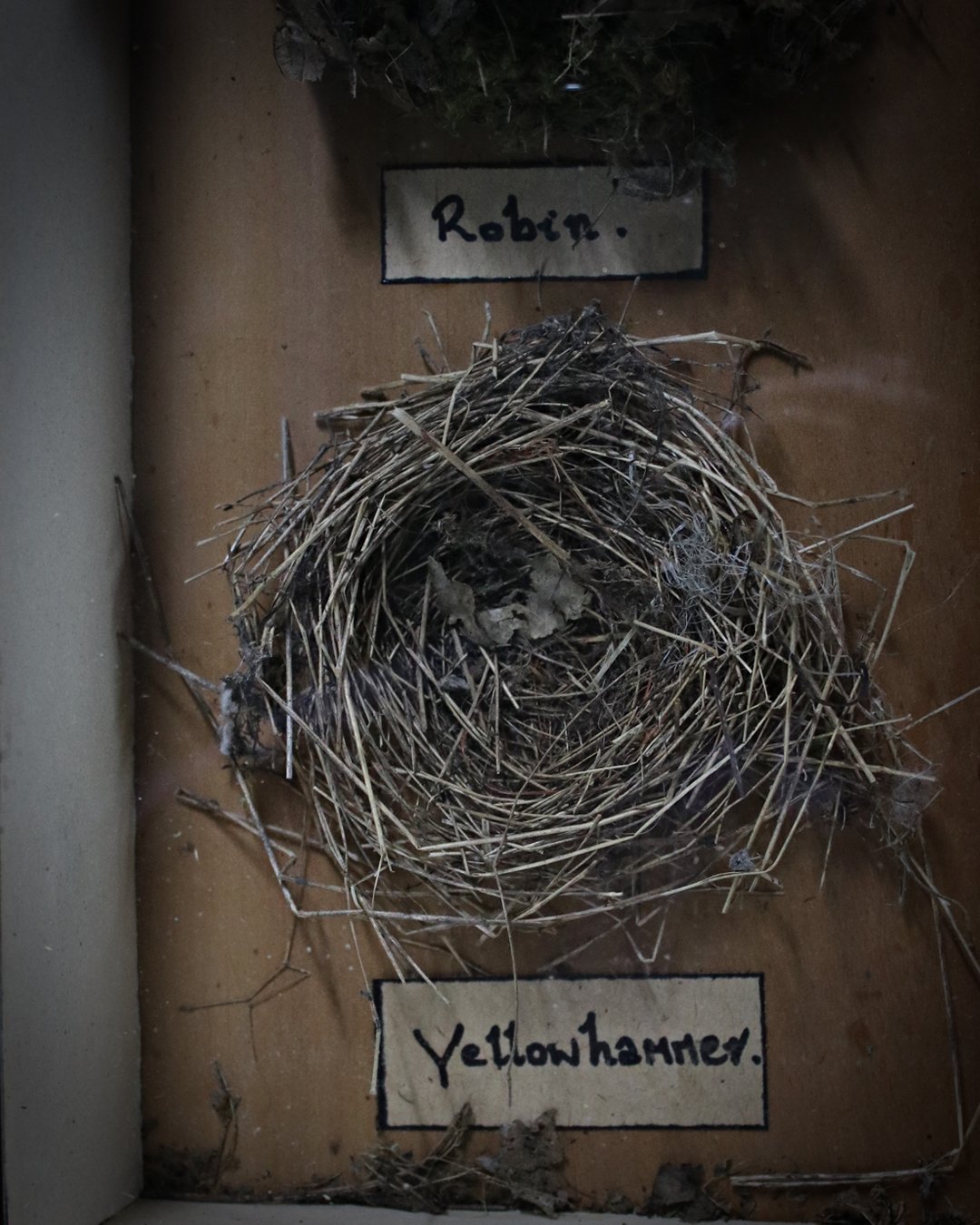 Cased_Bird_Nests_3.jpg