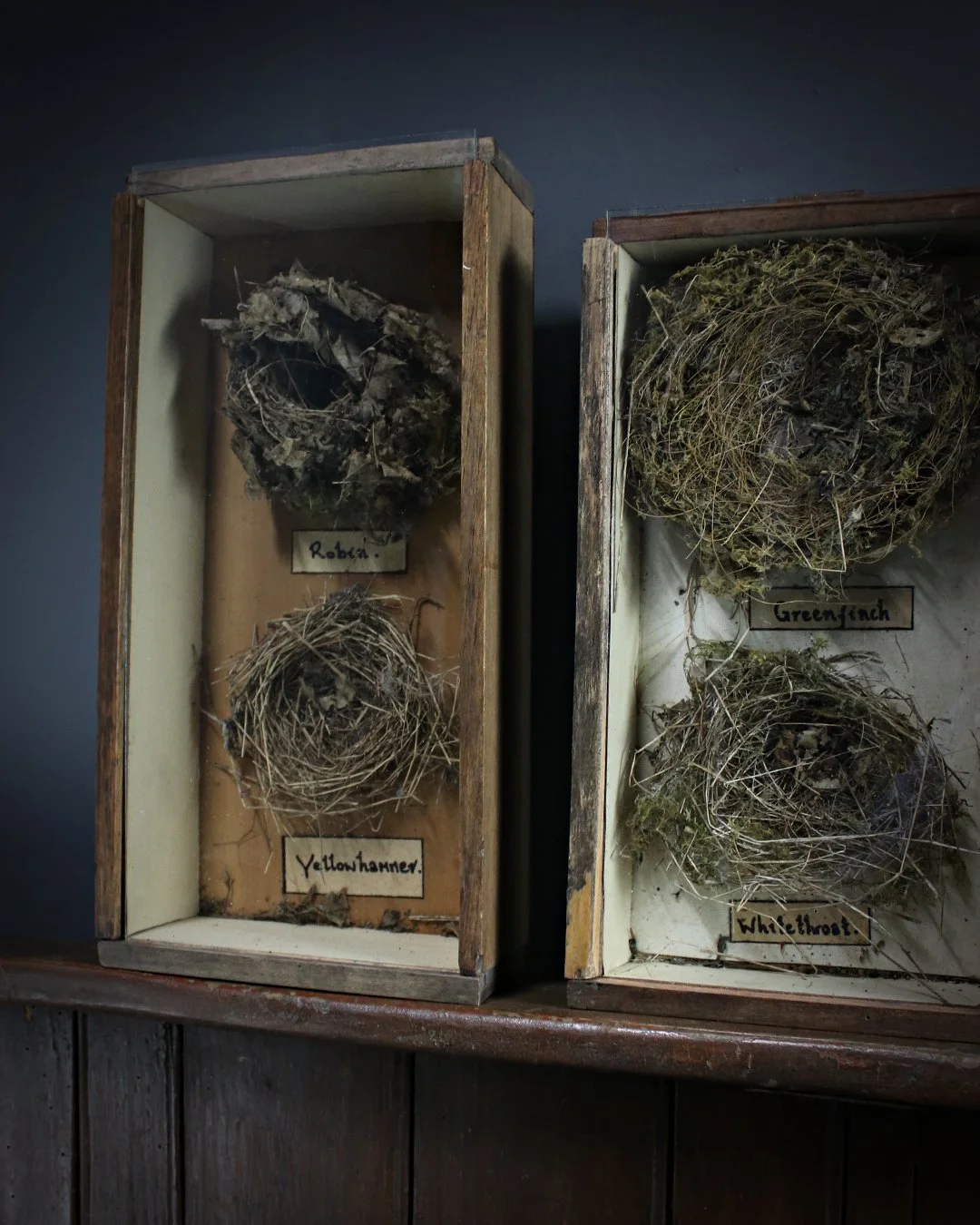 Cased_Bird_Nests_4.jpg