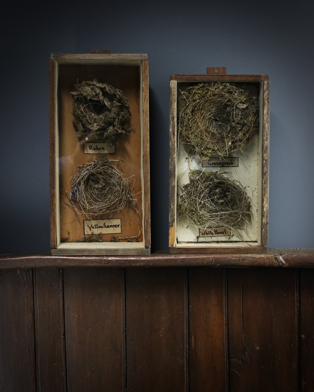 Cased_Bird_Nests_1.jpg