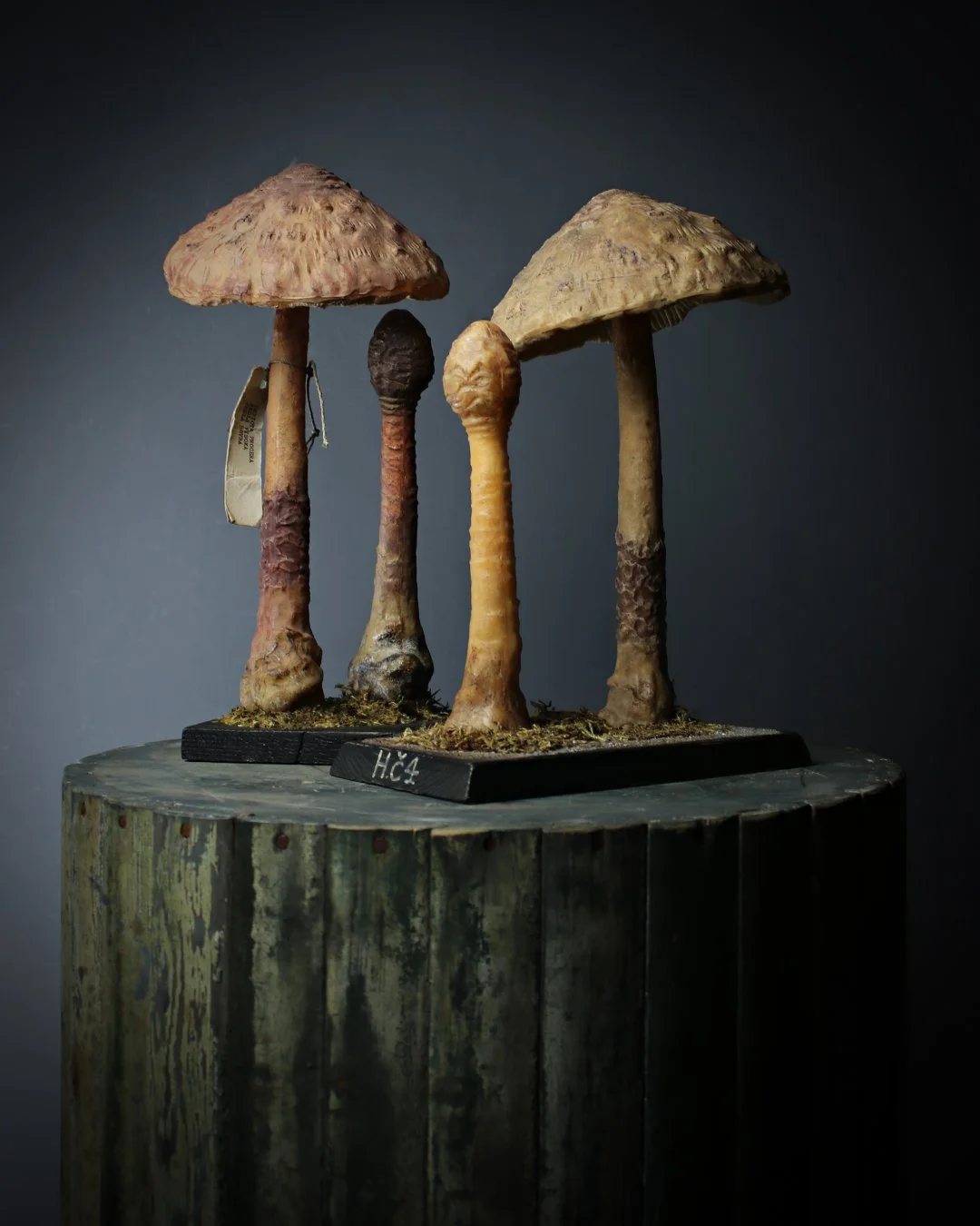 Pair_Fungi_Teaching_Aids_1.jpg