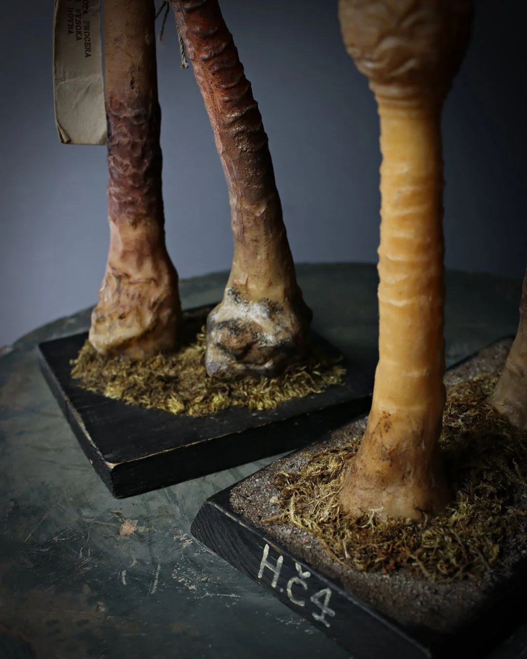 Pair_Fungi_Teaching_Aids_5.jpg