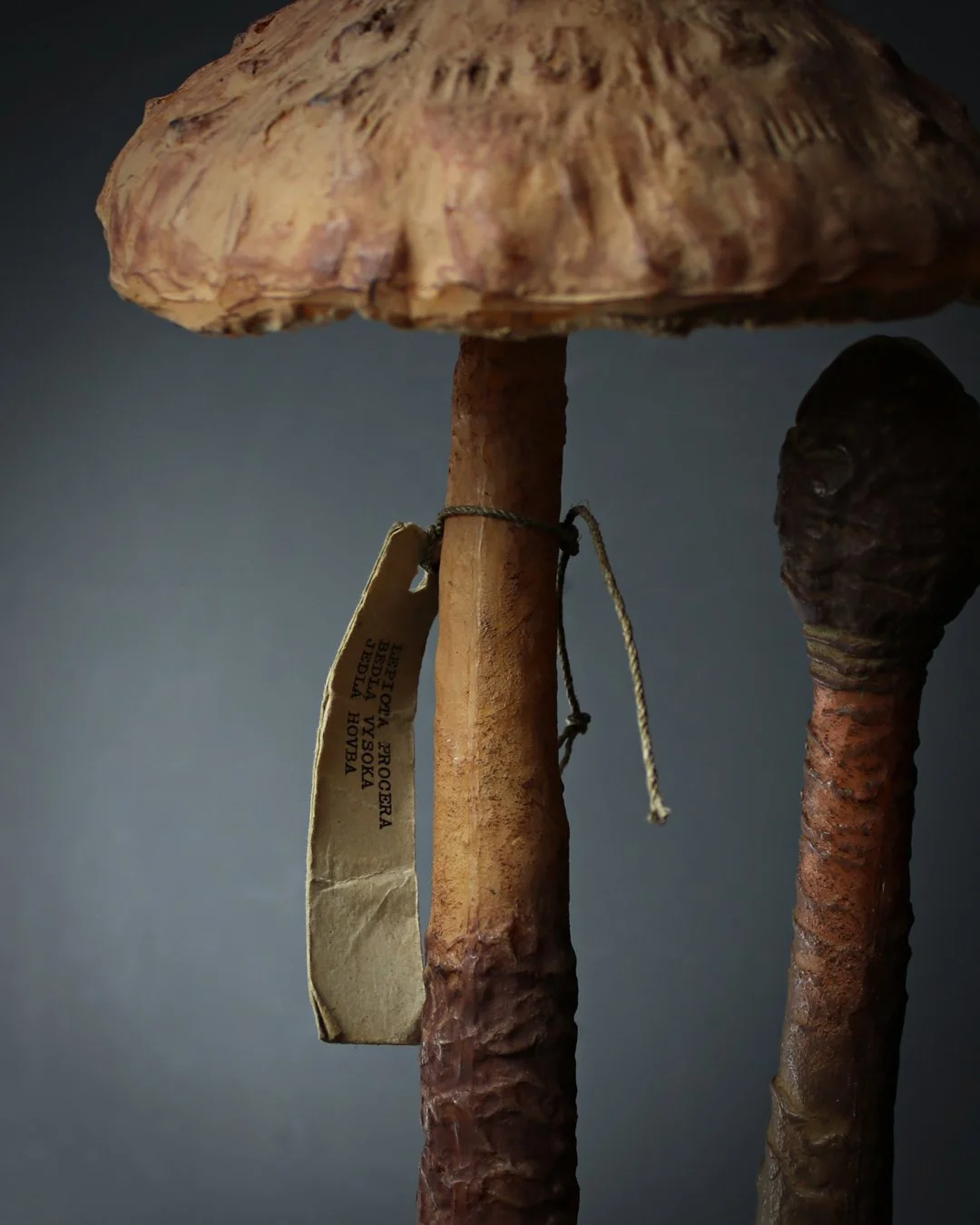 Pair_Fungi_Teaching_Aids_2.jpg