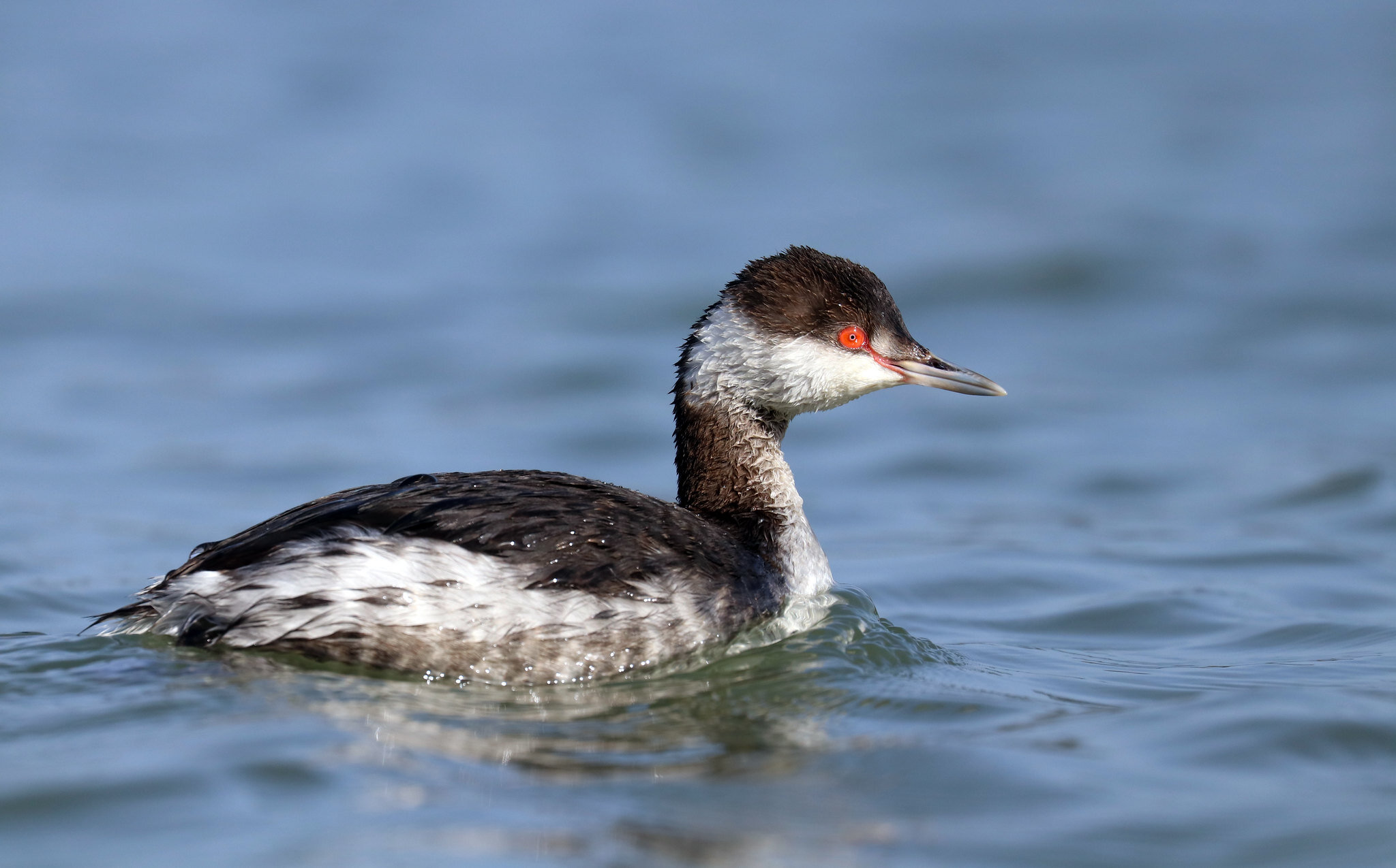 Horned Grebe 1 (Podiceps auritus)