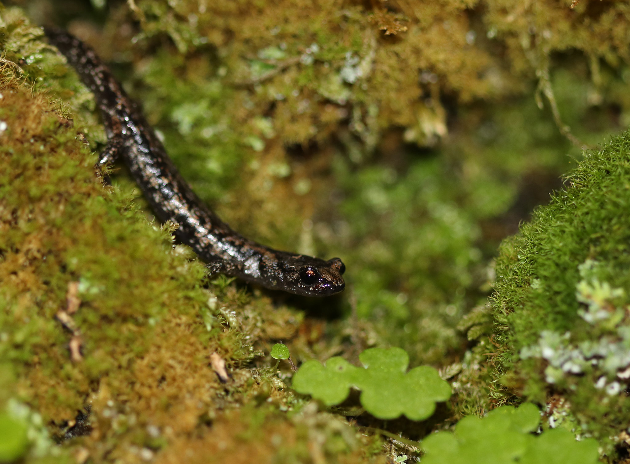 Wandering Salamander (Aneides vagrans).