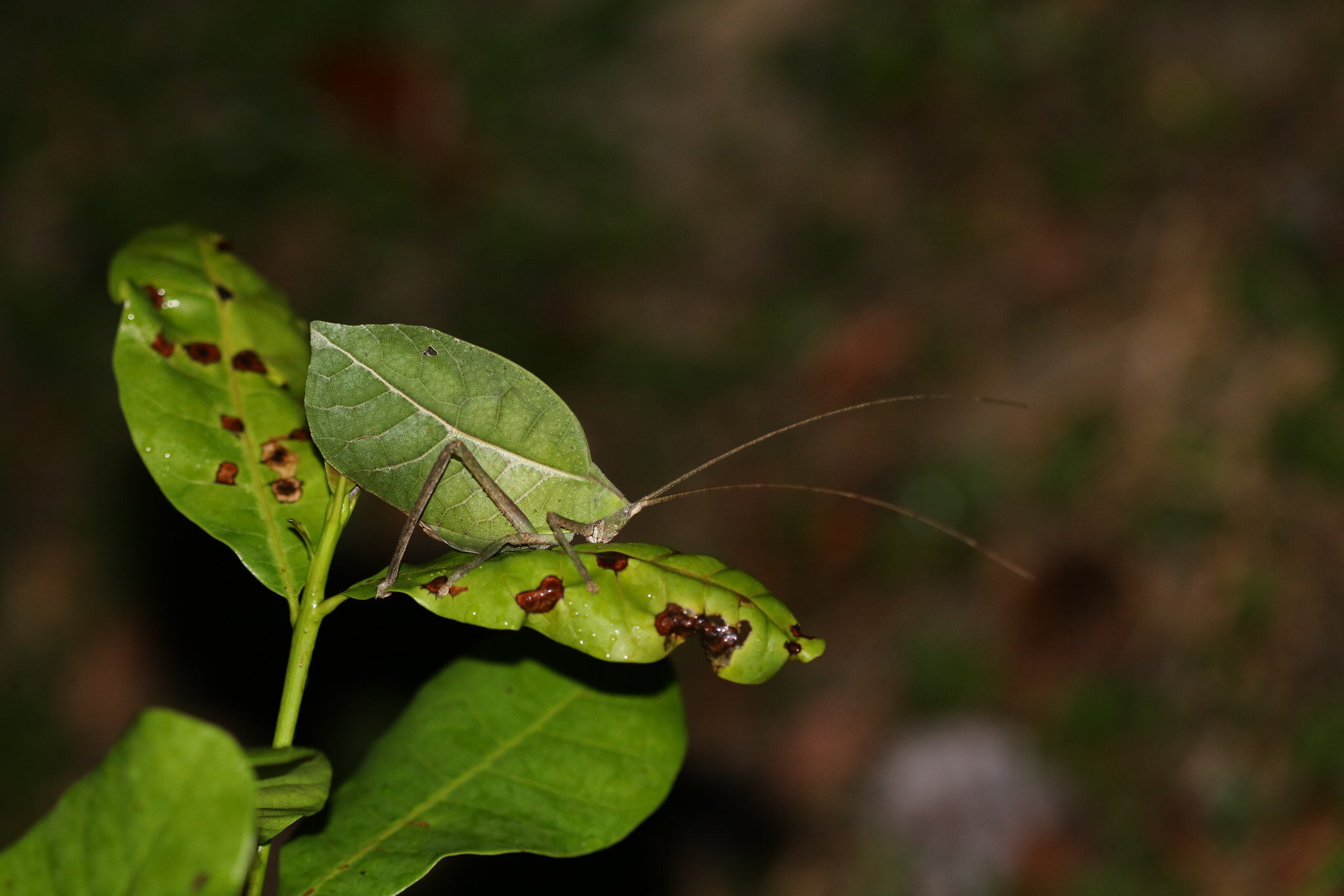 A leaf katydid