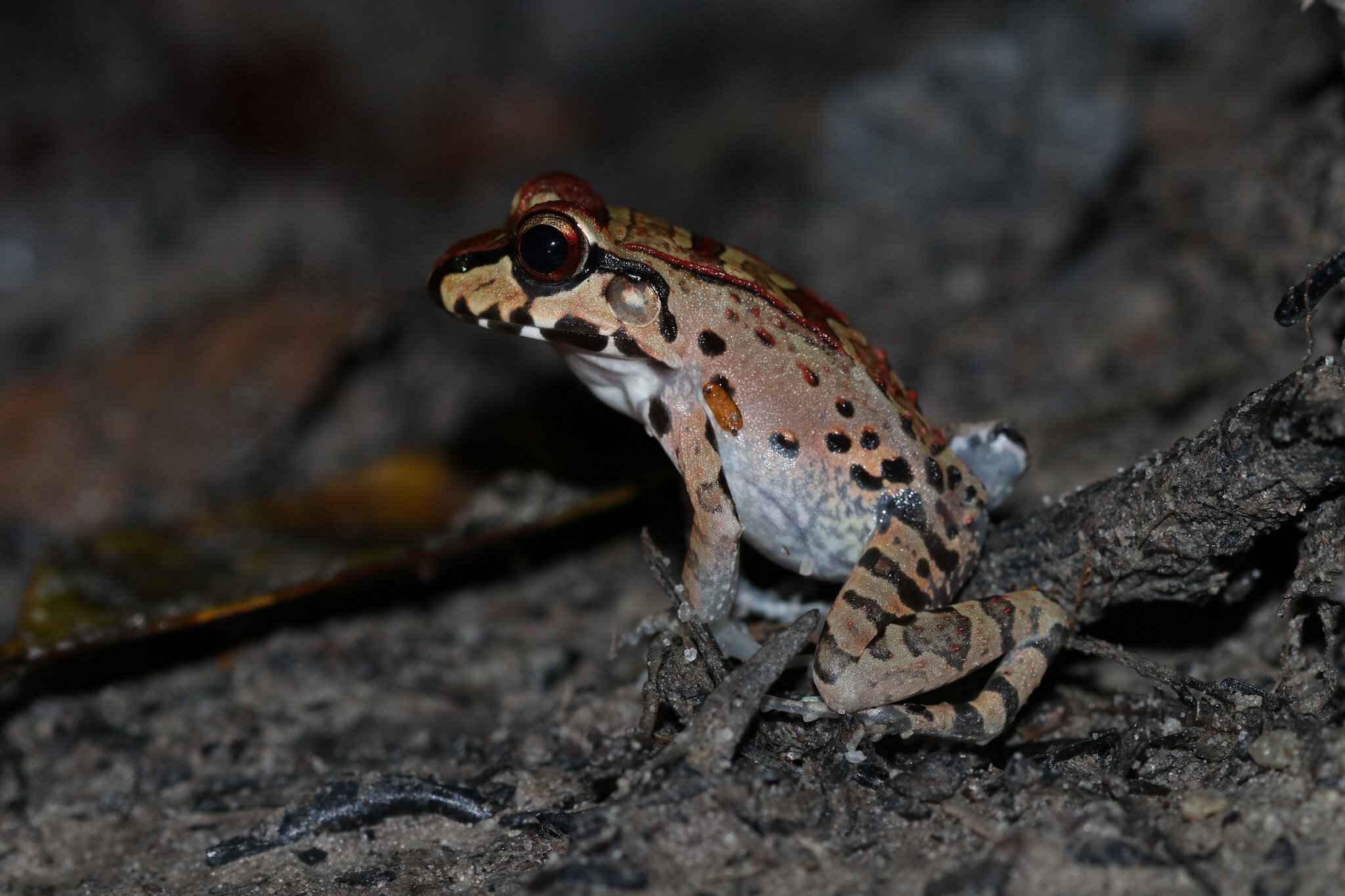 Leptodactylus sp. frog