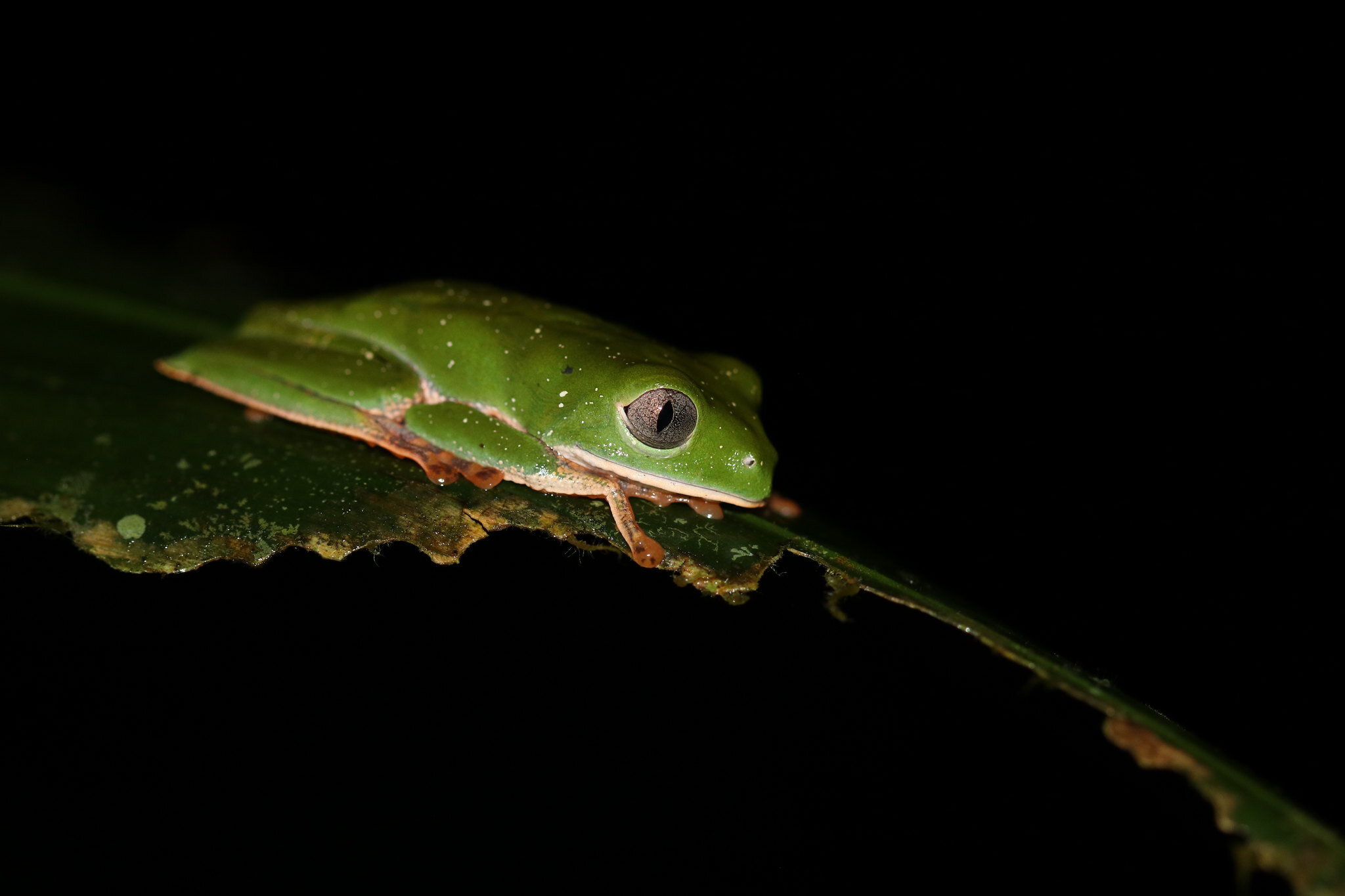 Callimedusa sp. leaf frog