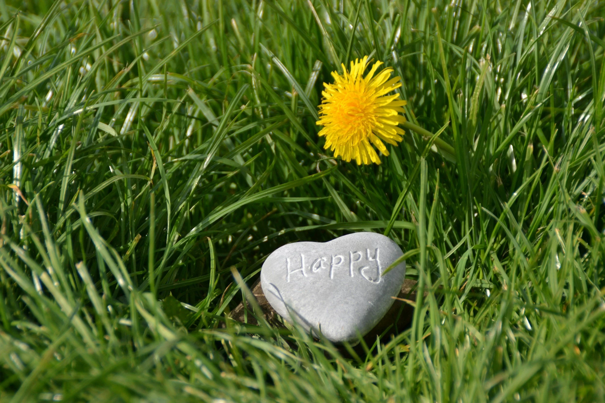 What Is Happiness?