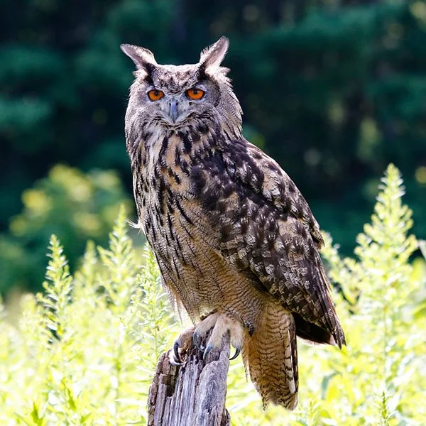 Birds on the Hill: why Congress can invite animals (or anyone else) to a hearing