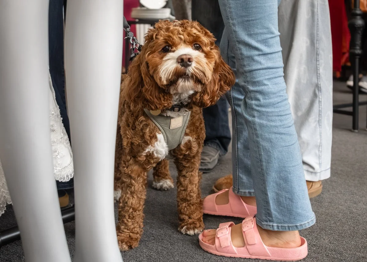 Berkeley-Humane-Thrift-Shop-Lana-Wright-Photography copy.jpg