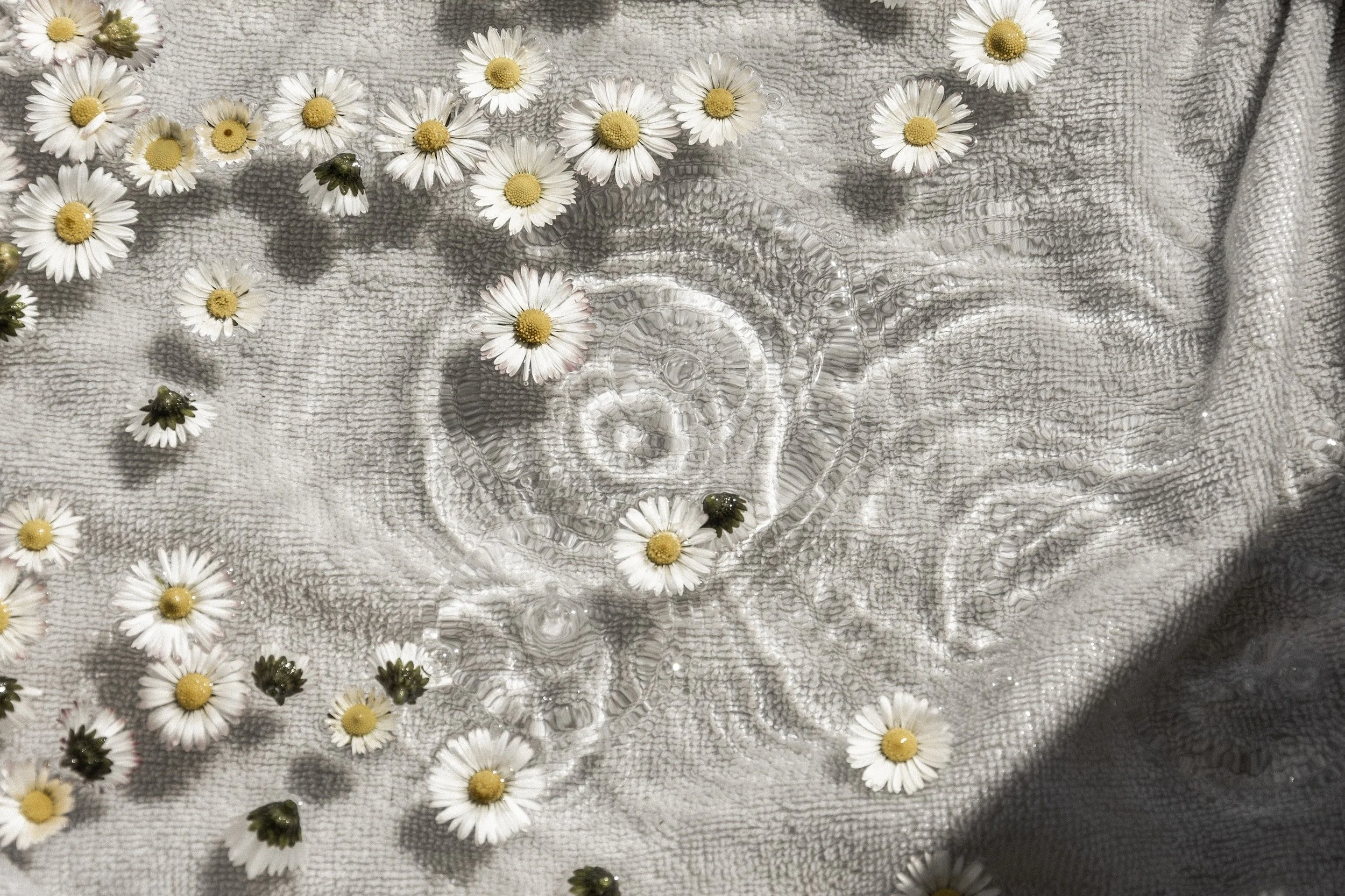 Daisies scattered on a textured gray fabric with water ripples