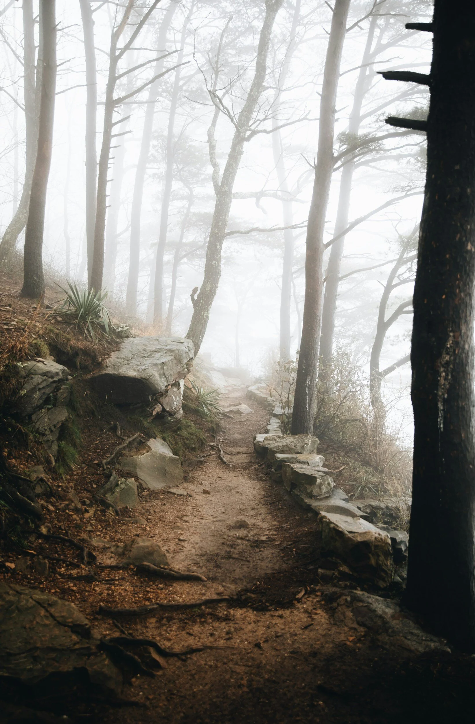 Foggy forest trail with tall trees and rocky path