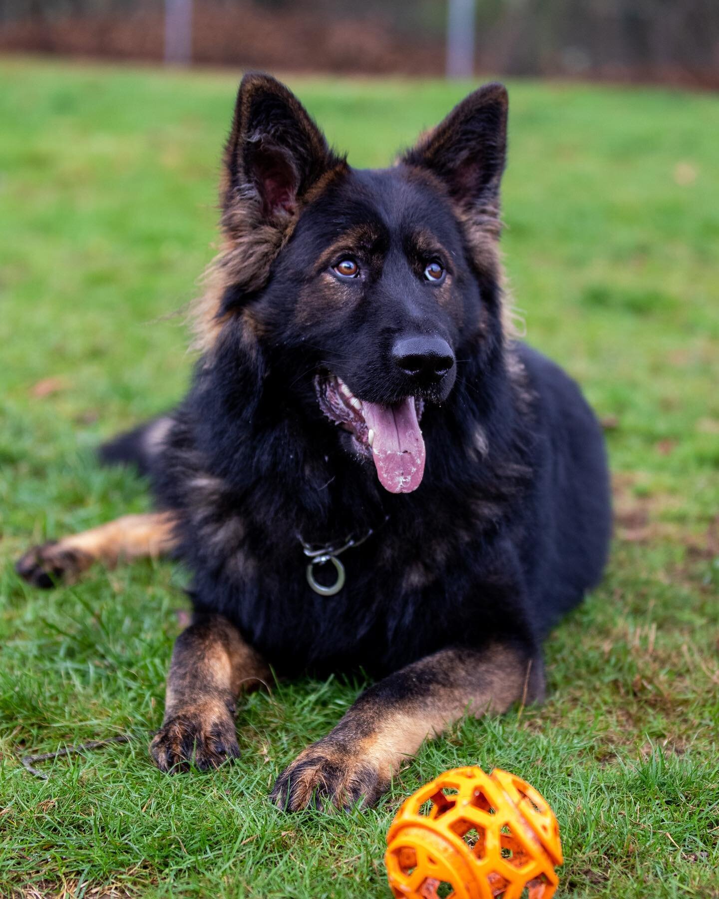 Hocus✨This gorgeous, magical, long-haired German Shepherd is just over a year old and available for adoption in RI! He will make a GREAT dog for a family with shepherd experience and he loves to play ball! Contact @animaltalk19 for more information. 