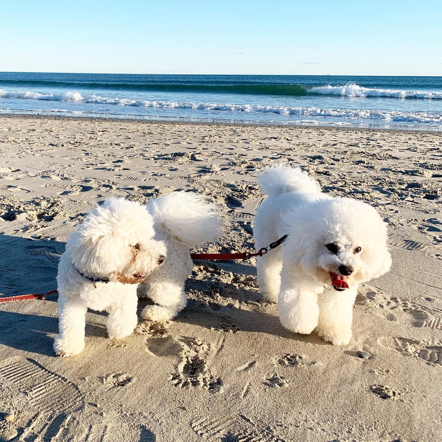 Totally by chance, Charlie met his brother today at the beach! They knew each other immediately ❤️ Cooper Oliver of Newport and Prince Charles of Jamestown 🐾