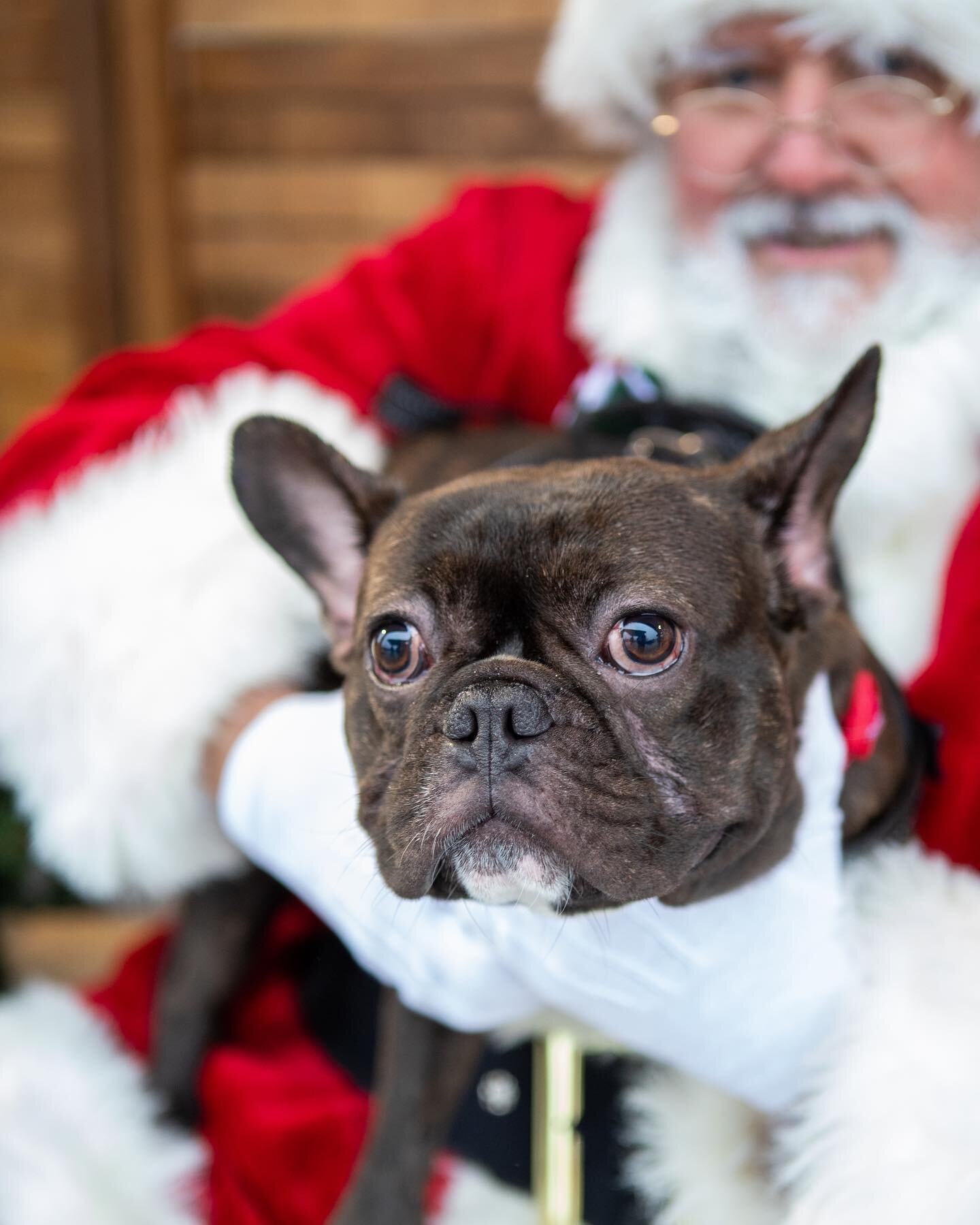 Santa&rsquo;s little helper!

Stop by @dogtopiawarwick today from 12-4 for a Santa Paws pet portrait with the amazing @meaghansusi 🎄

📸 @brittanysemco 
Hosted by @animaltalk19 
Co-hosted by @werehereforthedogs 

#frenchbulldog #frenchie #santa #chr