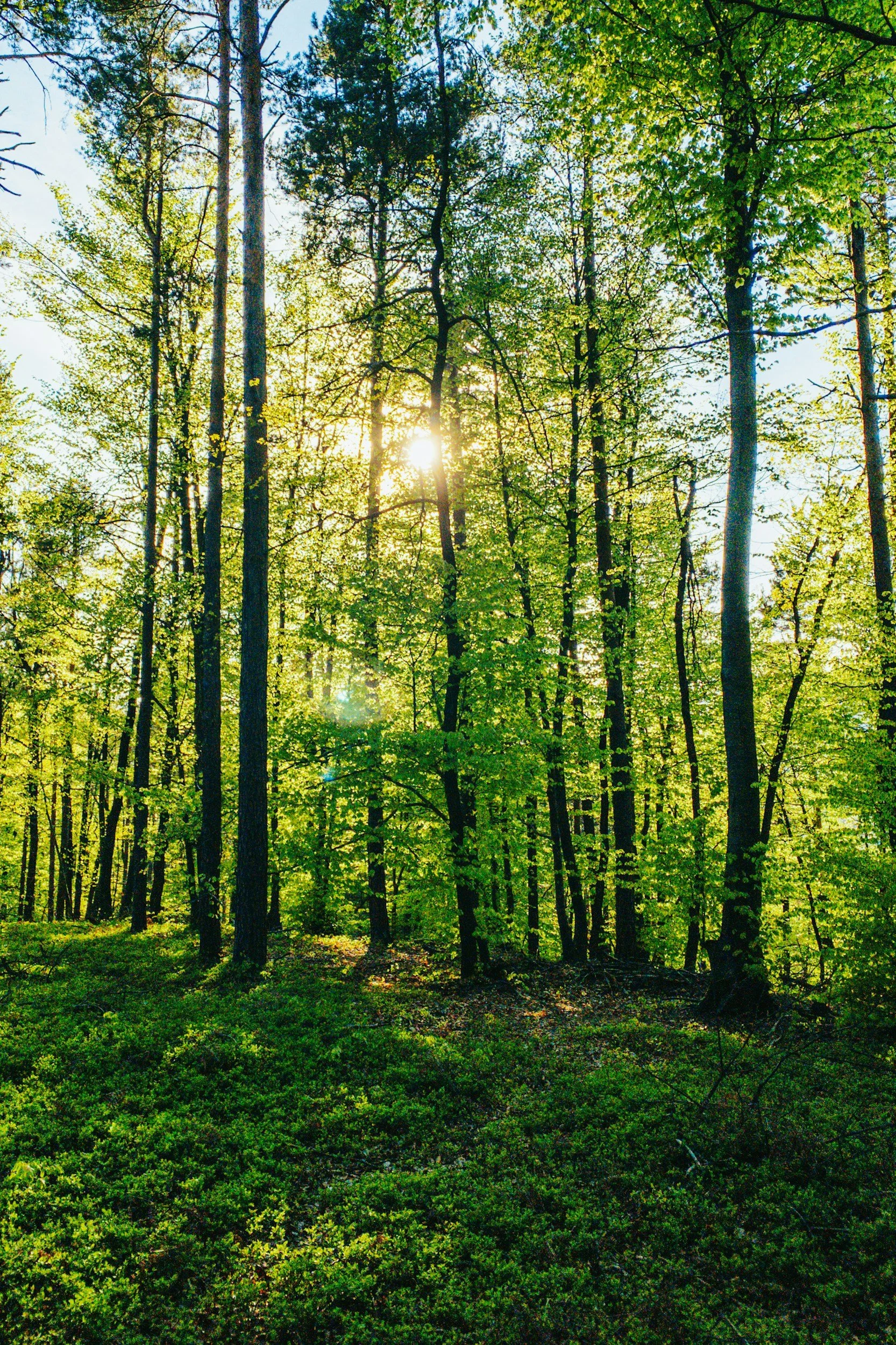 Sunlight shines through the dense green leaves of tall trees in a lush forest.