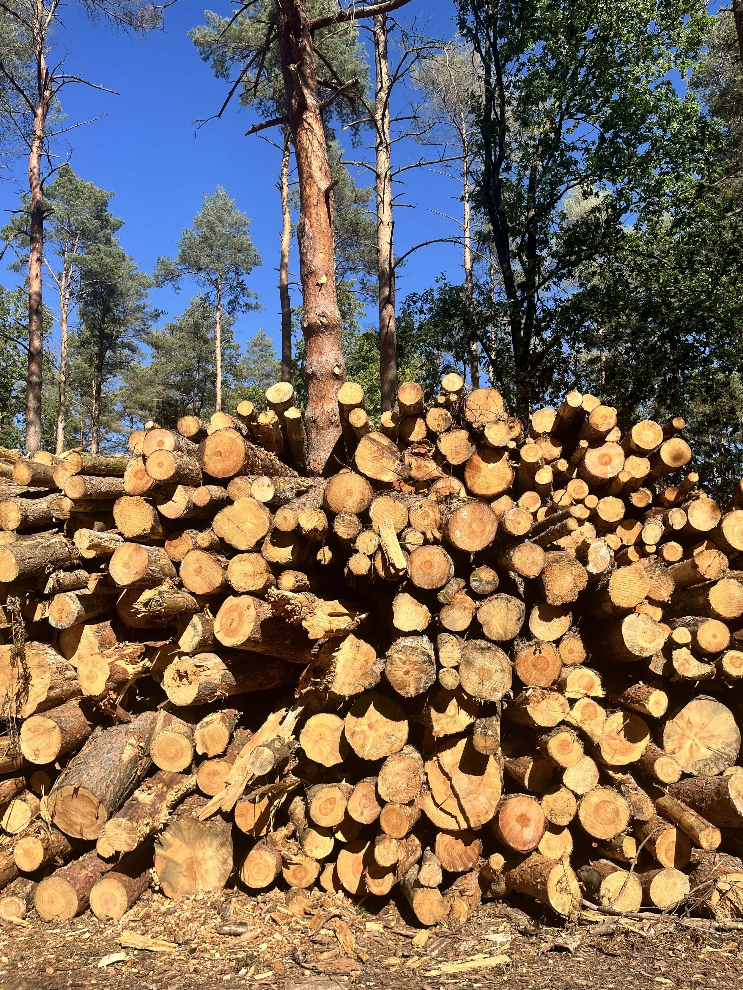 A large pile of cut logs stacked in a forest under tall pine trees with a bright blue sky overhead.
