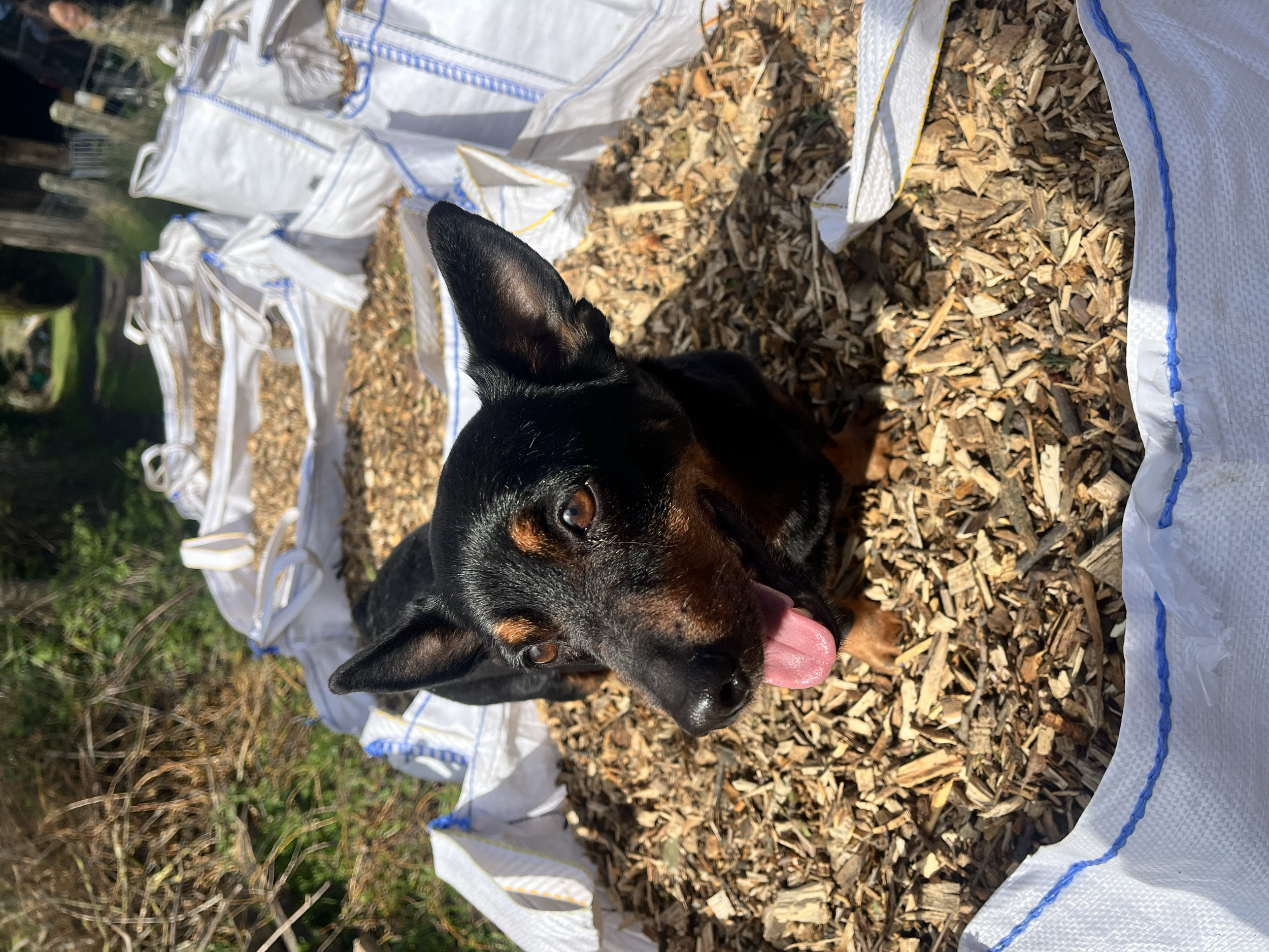 A black and tan dog sitting inside a white woven sack filled with wood chips, outdoors on grass, with its tongue out.
