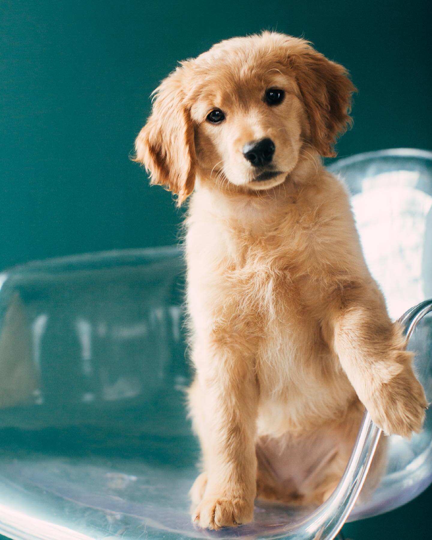 obsessed with this puppy portrait by @hmnphotographer 🤩. Your furry friends are welcome here!