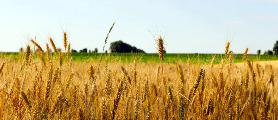 CitroLife-CitroGro-Crop-Health.jpg