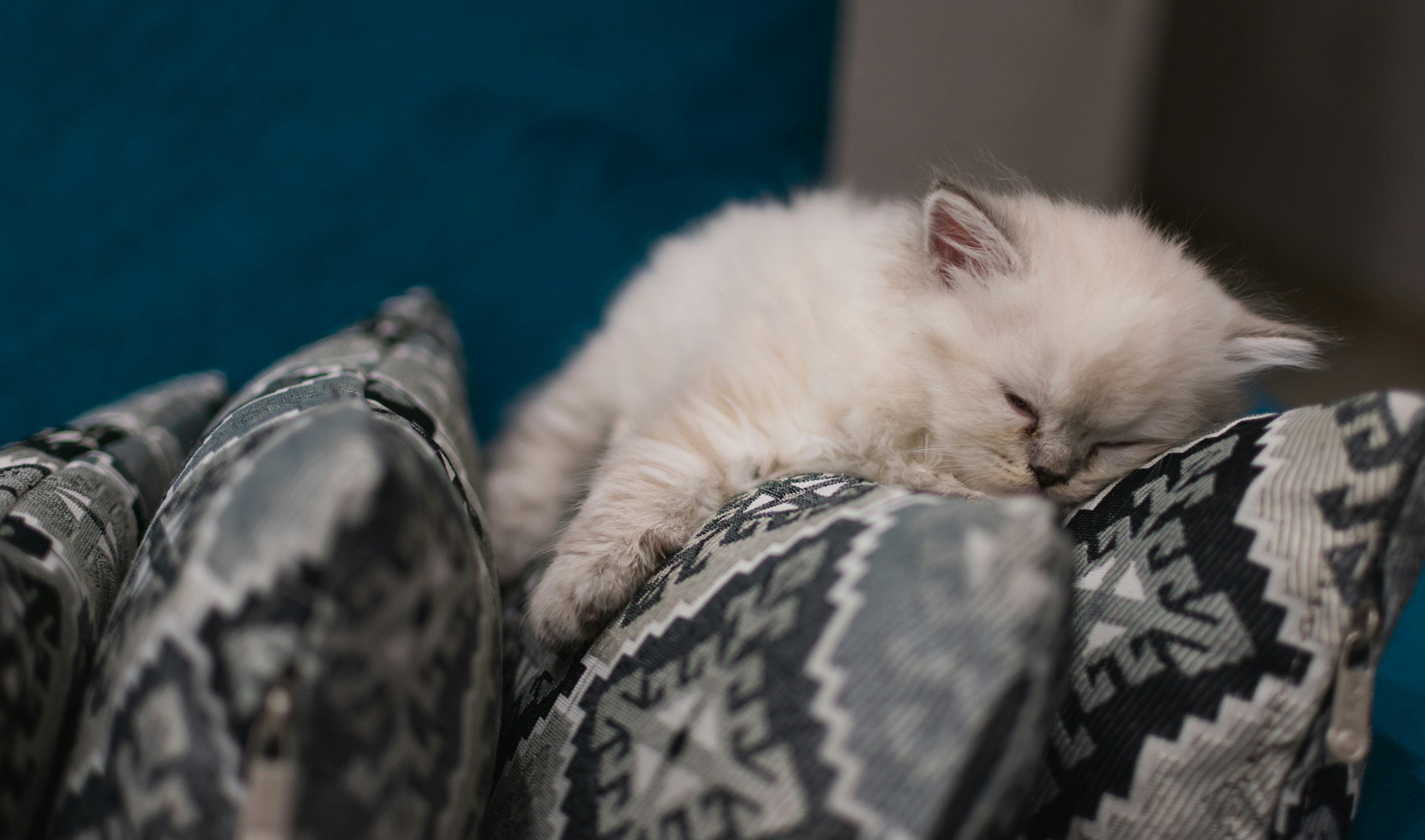 Finding Your Perfect Pedigree Cat: A Thoughtful Start for a Lifelong Bond