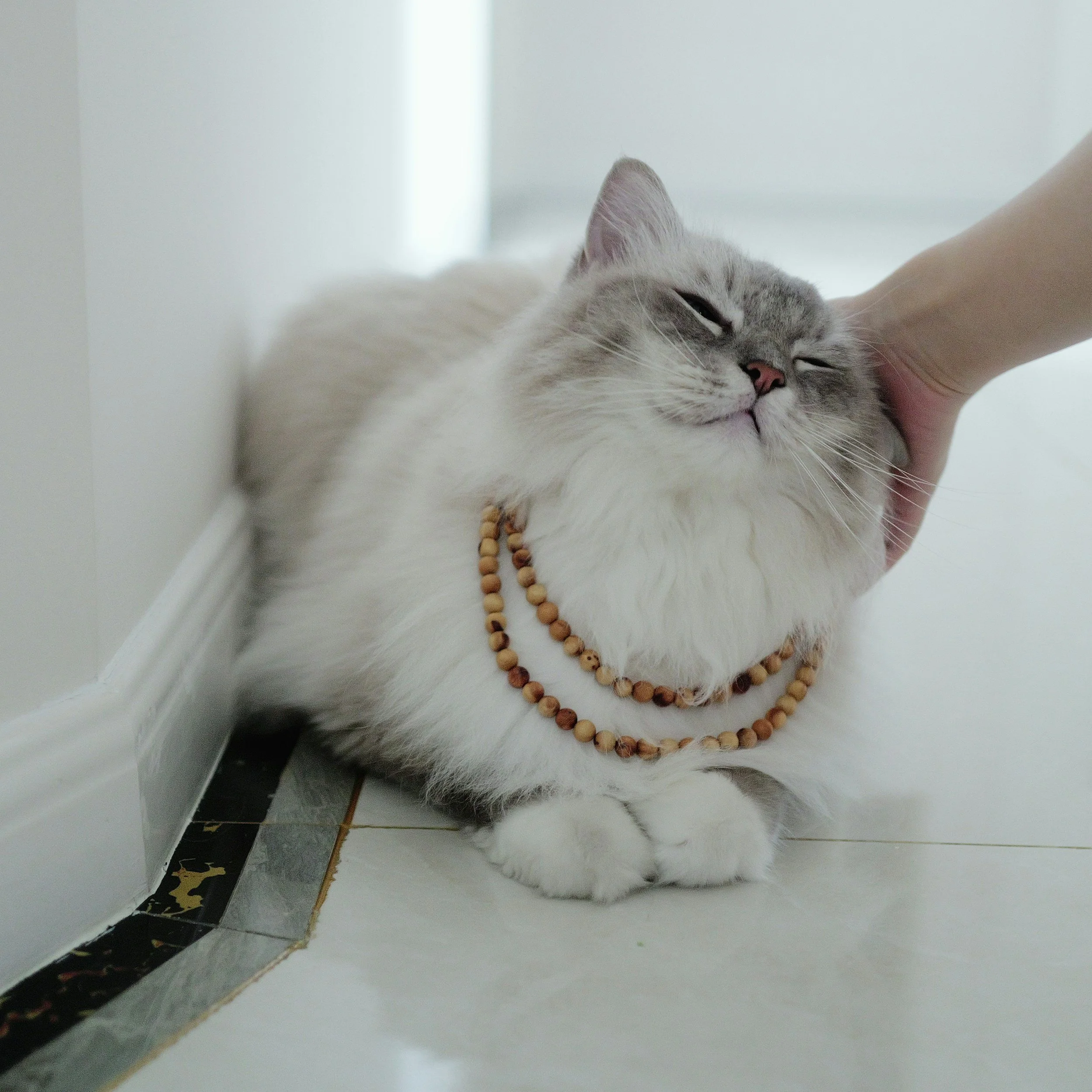 The WinterForest Difference: How Lineage, Love & Nutrition Shape Our Signature Siberian