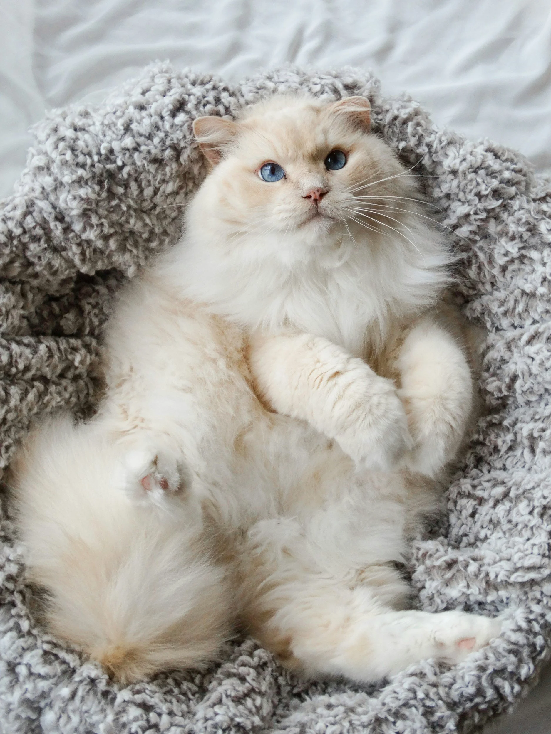 What It Means to Be Registered: Why Ethical Catteries Like WinterForest Choose CFA & TICA