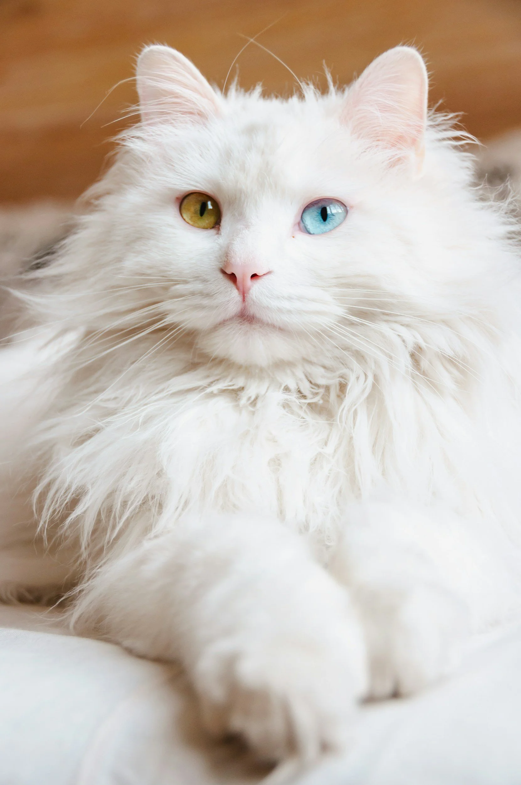 It’s More Than Just a Look: Why True Breed Matters, and the Lineage Behind It