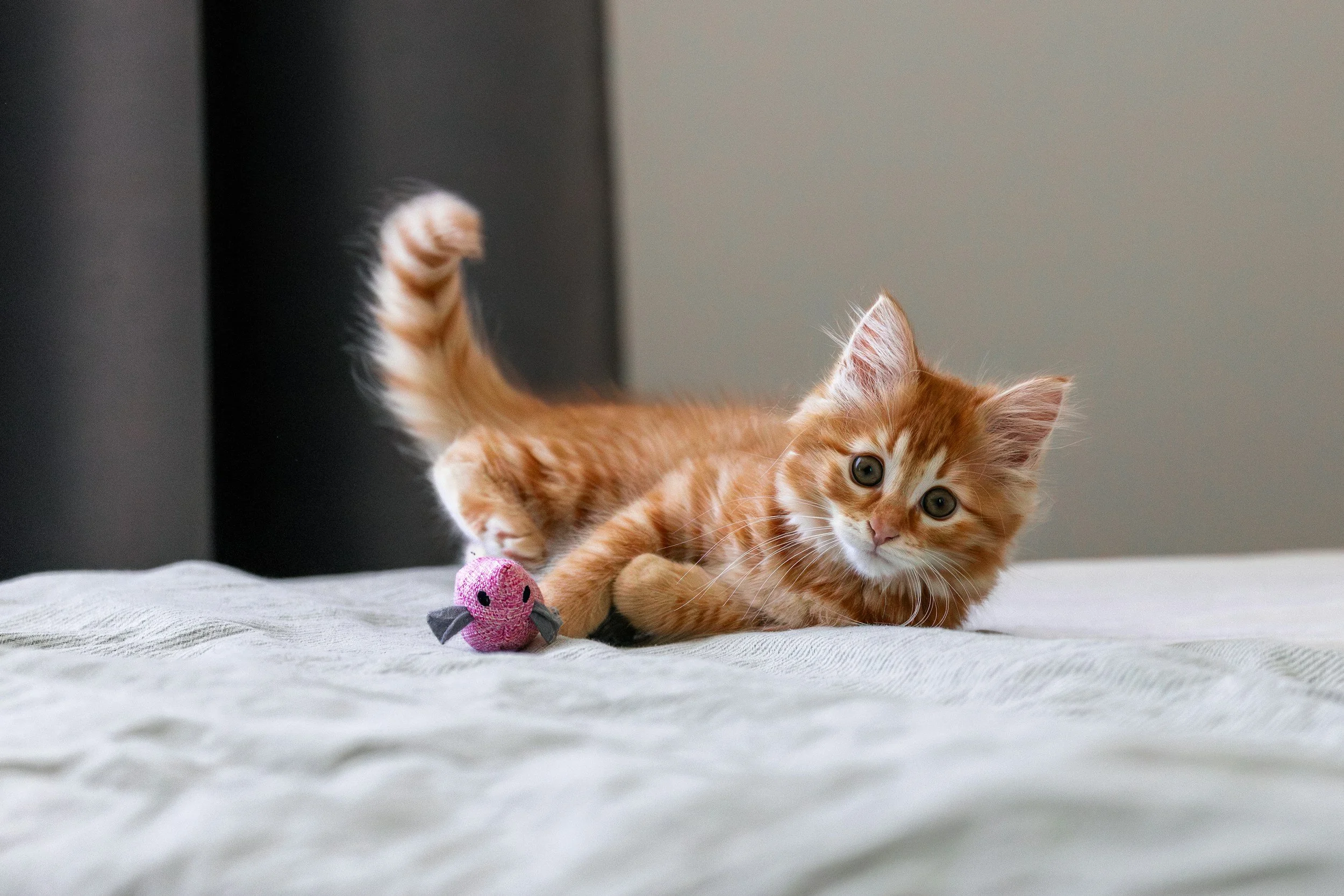 How to Choose the Right Cattery: A Practical Guide to Finding a Breeder You Can Trust