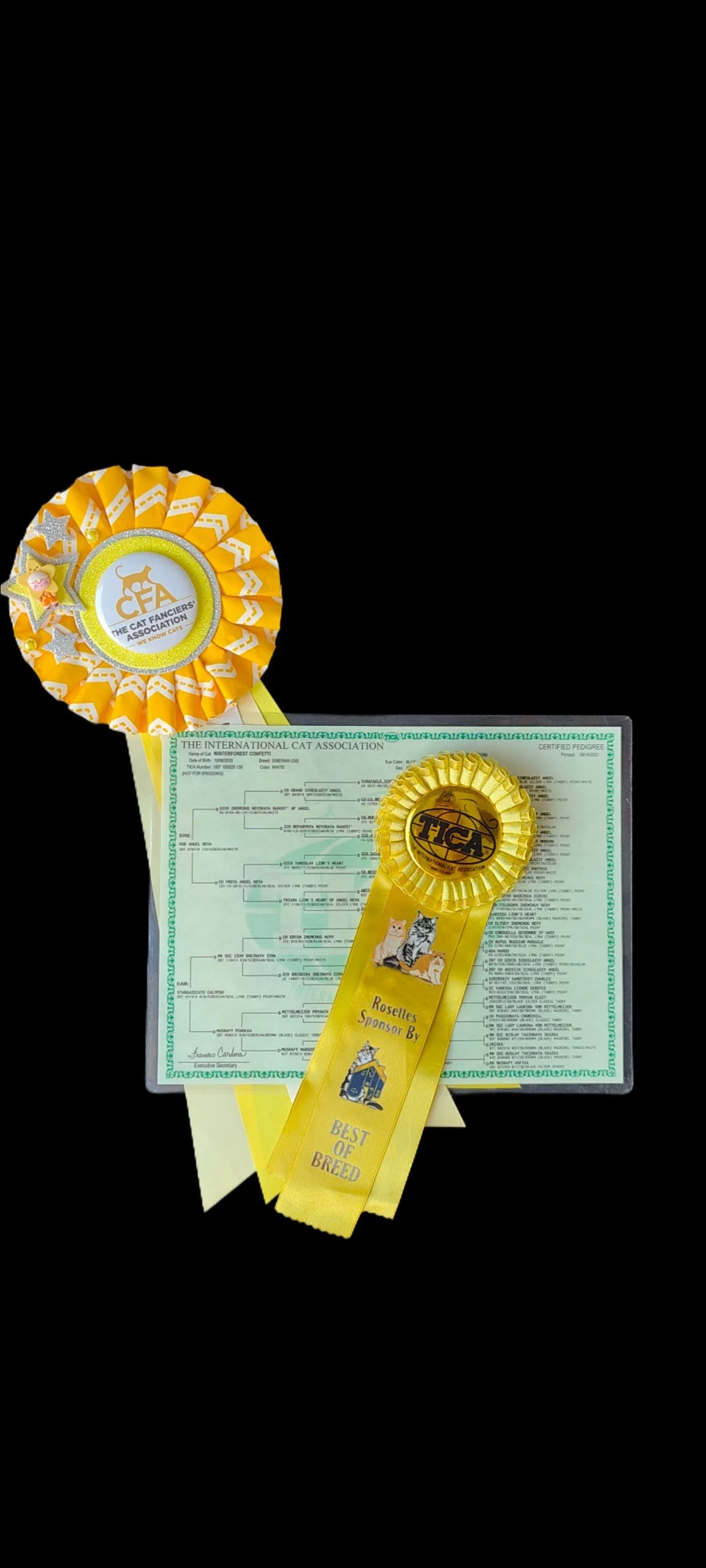 Pedigree with Proof: What Registration Papers Say About Your Kitten’s Origins