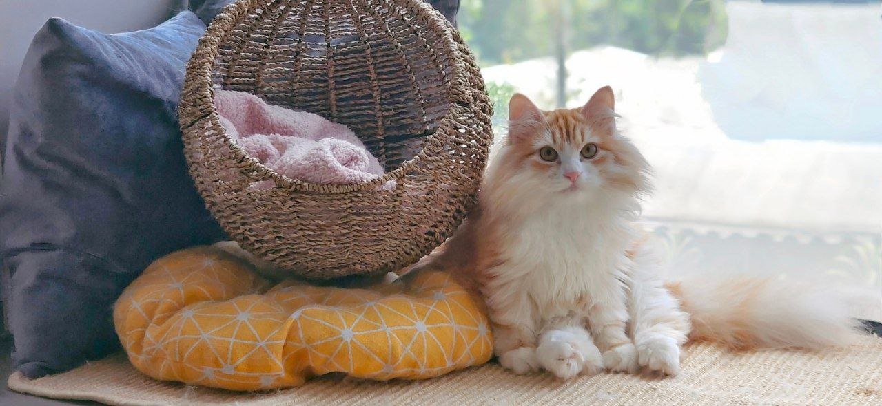 Why You Rarely See “Kittens for Sale” Posts from Reputable Catteries