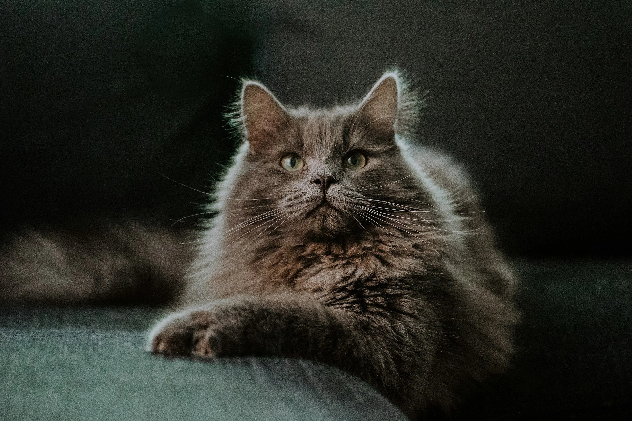 Why Is My 1-Year-Old Cat Misbehaving?