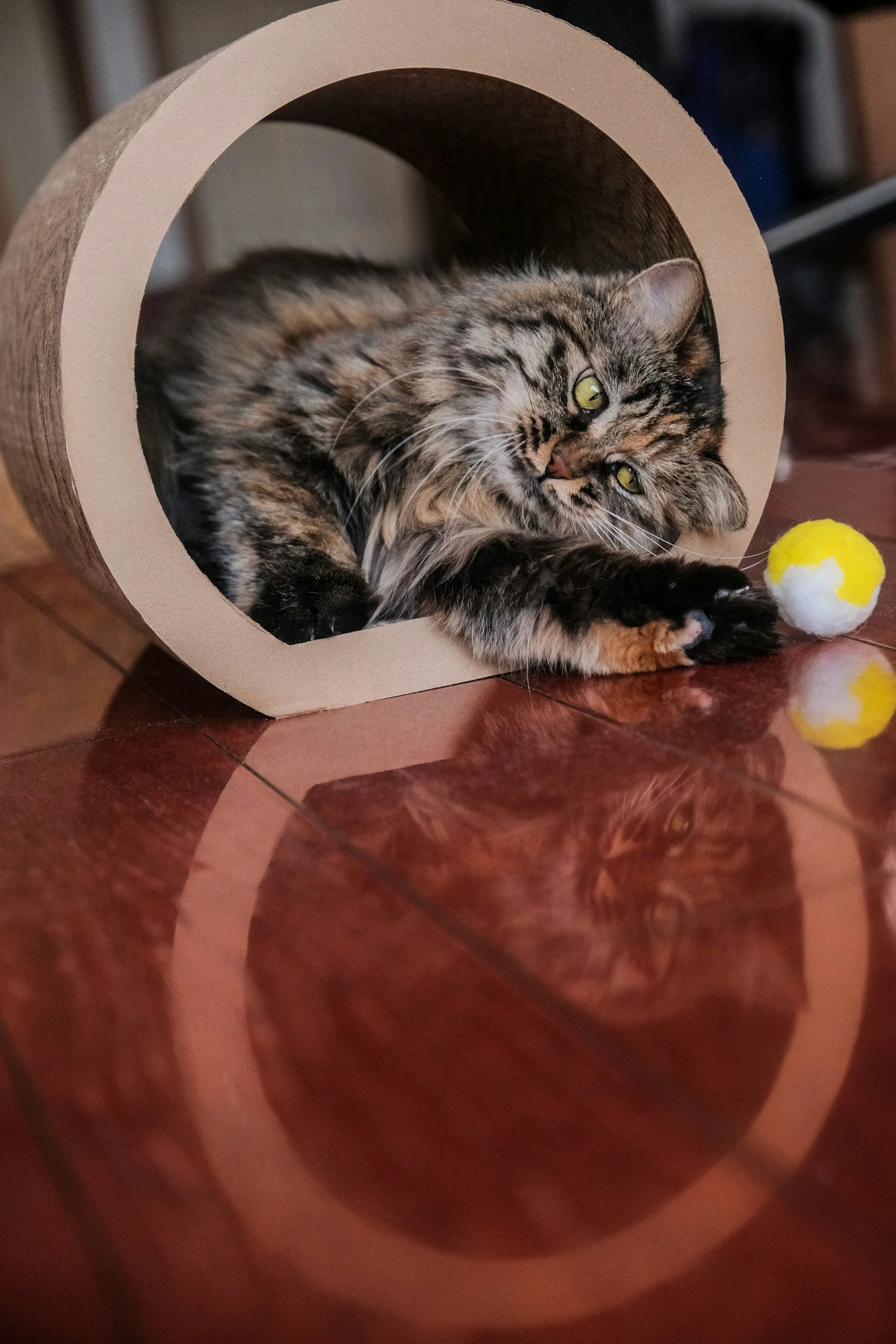 What Makes a Siberian Cat a True Breed? Understanding Pedigrees, Stud Books &amp; Why the cattery Matters
