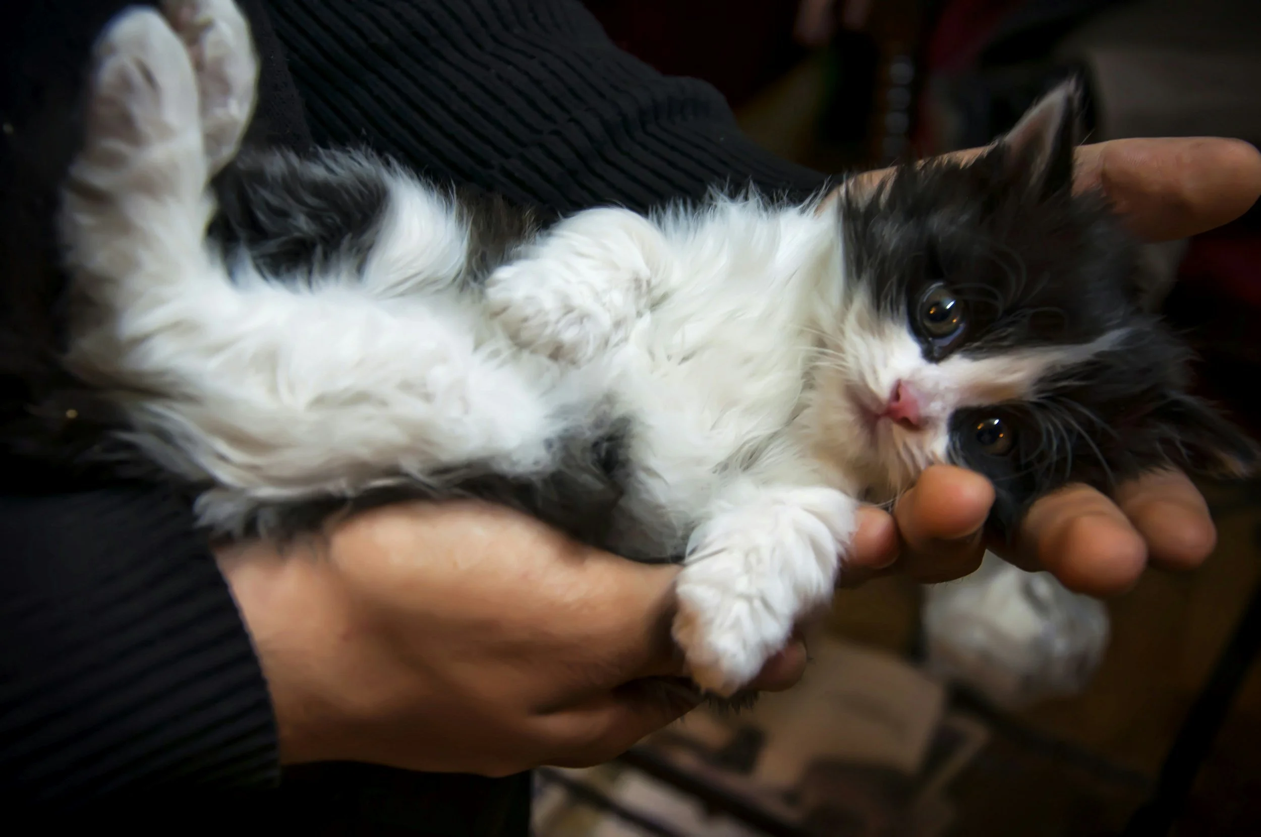 Why Choosing a Breeder Who Shows to the Breed Standard Matters: A Guide for Kitten Buyers 
