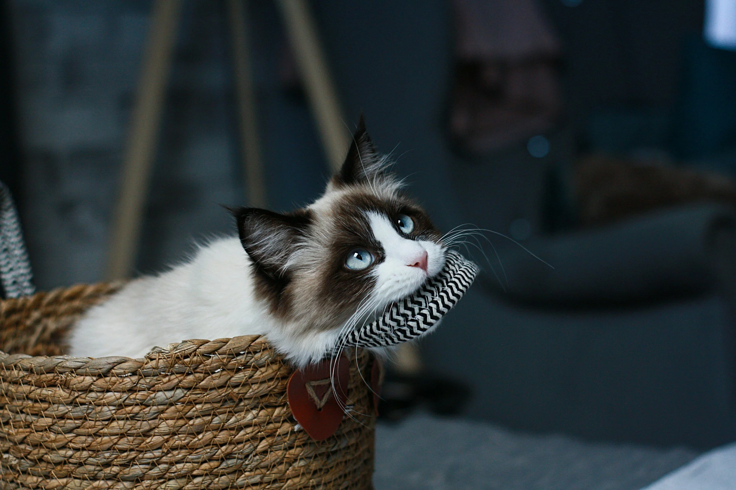 Ragdoll vs Siberian: Which Cat Is Right for Your Family? A Thoughtful Guide for Families 