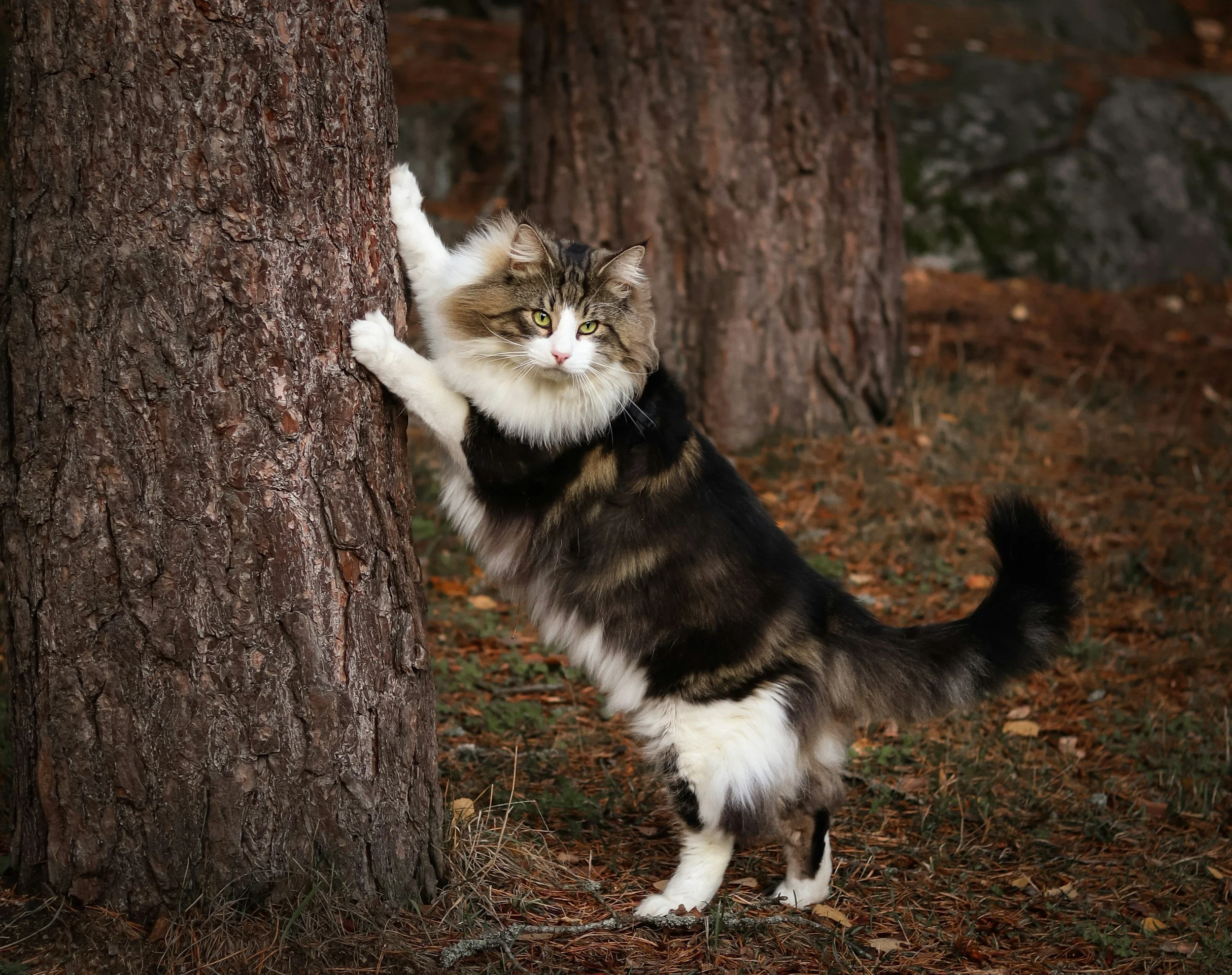 norwegian forest cat