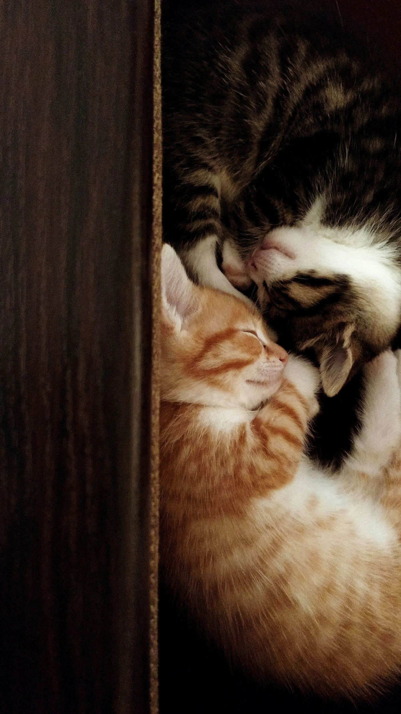Choosing a Pedigree Kitten: Why the Breeder Matters Just as Much as the Breed