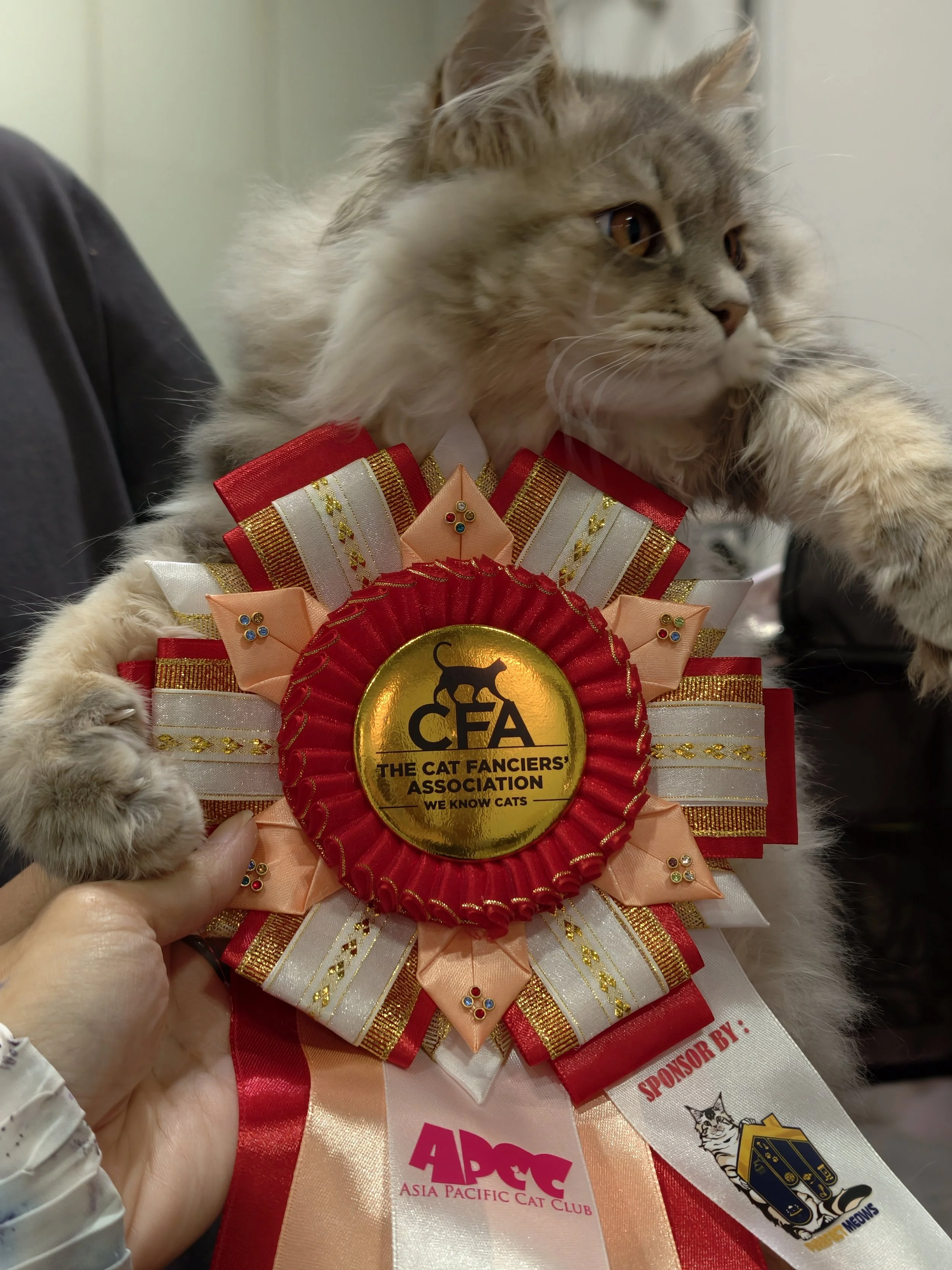 The Natural Beauty of the Siberian: Why Heritage, Genetic Diversity &amp; Temperament Matter When Choosing Your Next Kitten