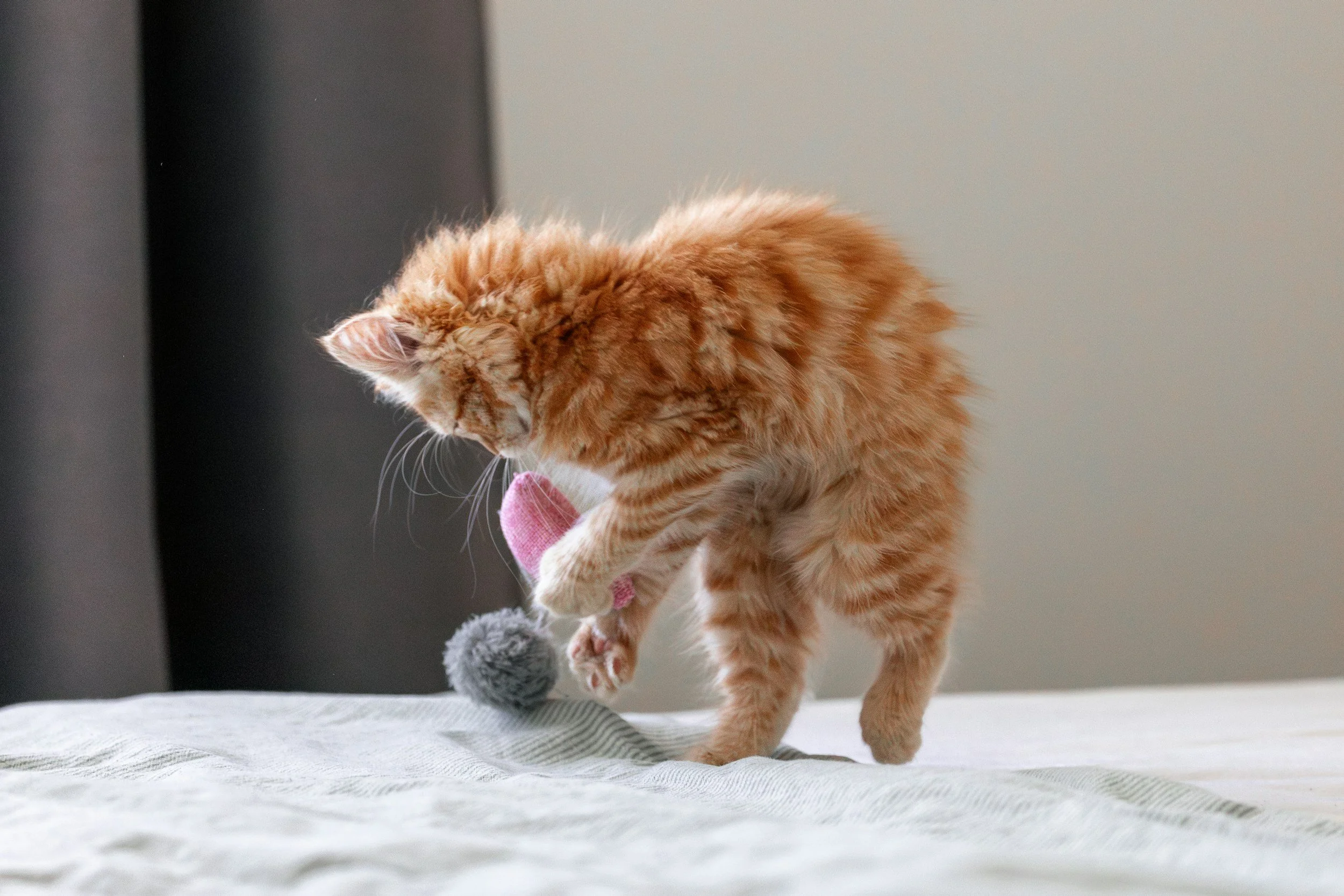 Cat Licensing in Singapore: What Every New Cat Owner Needs to Know in 2026